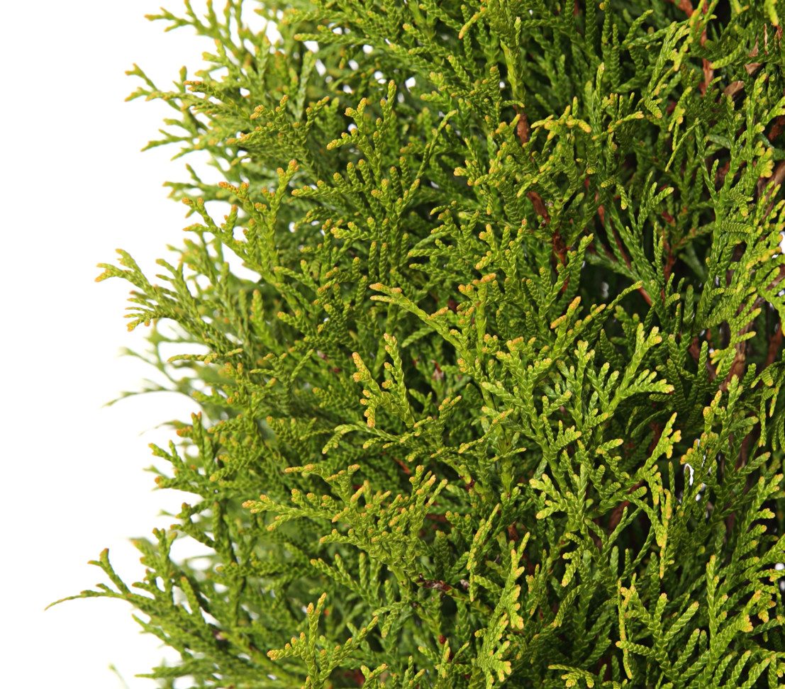 Dehner Hecken Thuja Smaragd, Thuja occidentalis, gleichmäßiger kegelförmiger Wuchs, Lebensbaum, Solitär und Sichtschutzbepflanzung