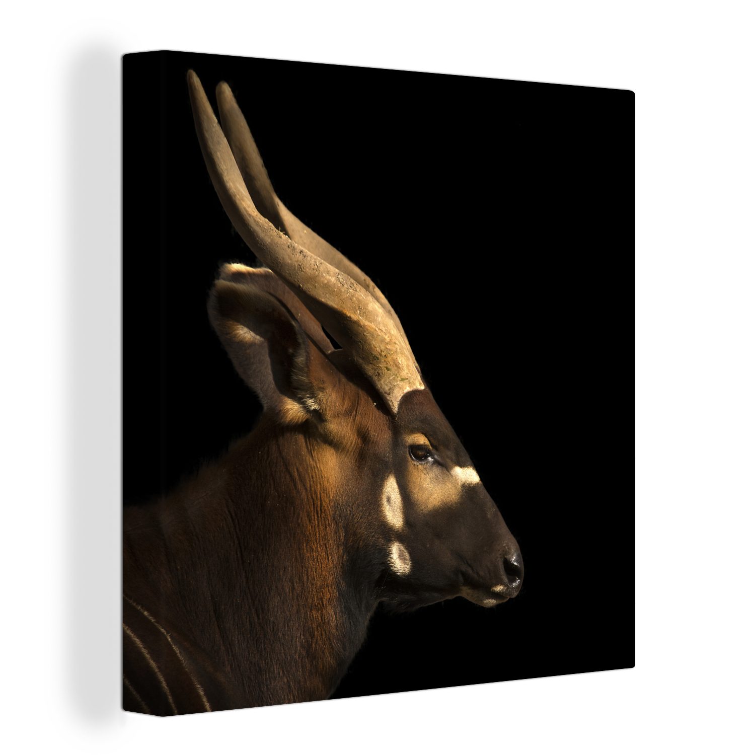 OneMillionCanvasses® Leinwandbild Bongo-Antilope auf schwarzem Hintergrund, (1 St), Leinwand Bilder für Wohnzimmer Schlafzimmer