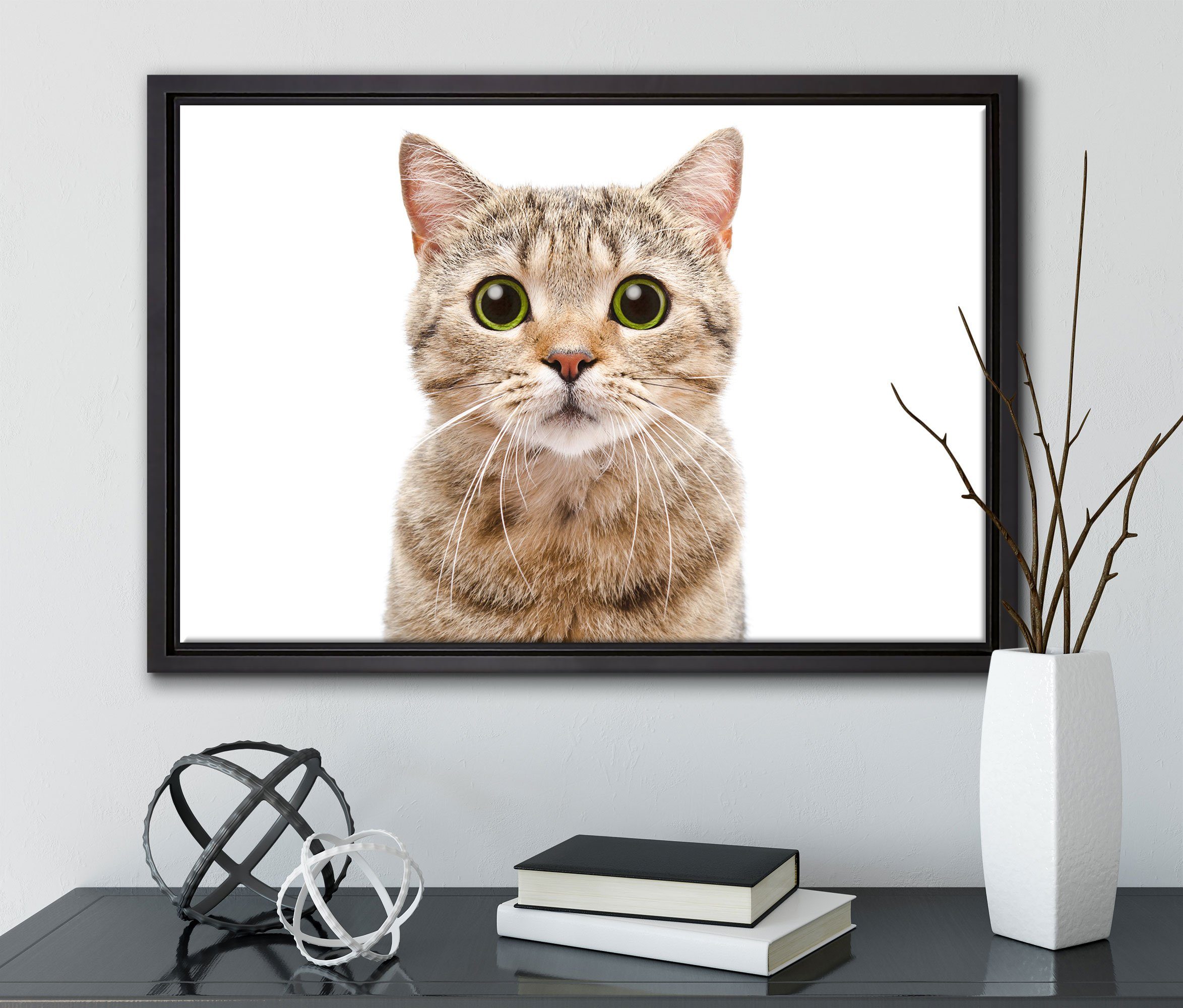 Pixxprint Leinwandbild Katze bespannt, Straight, einem Zackenaufhänger fertig in Schattenfugen-Bilderrahmen Leinwandbild St), Wanddekoration (1 Scottish inkl. gefasst