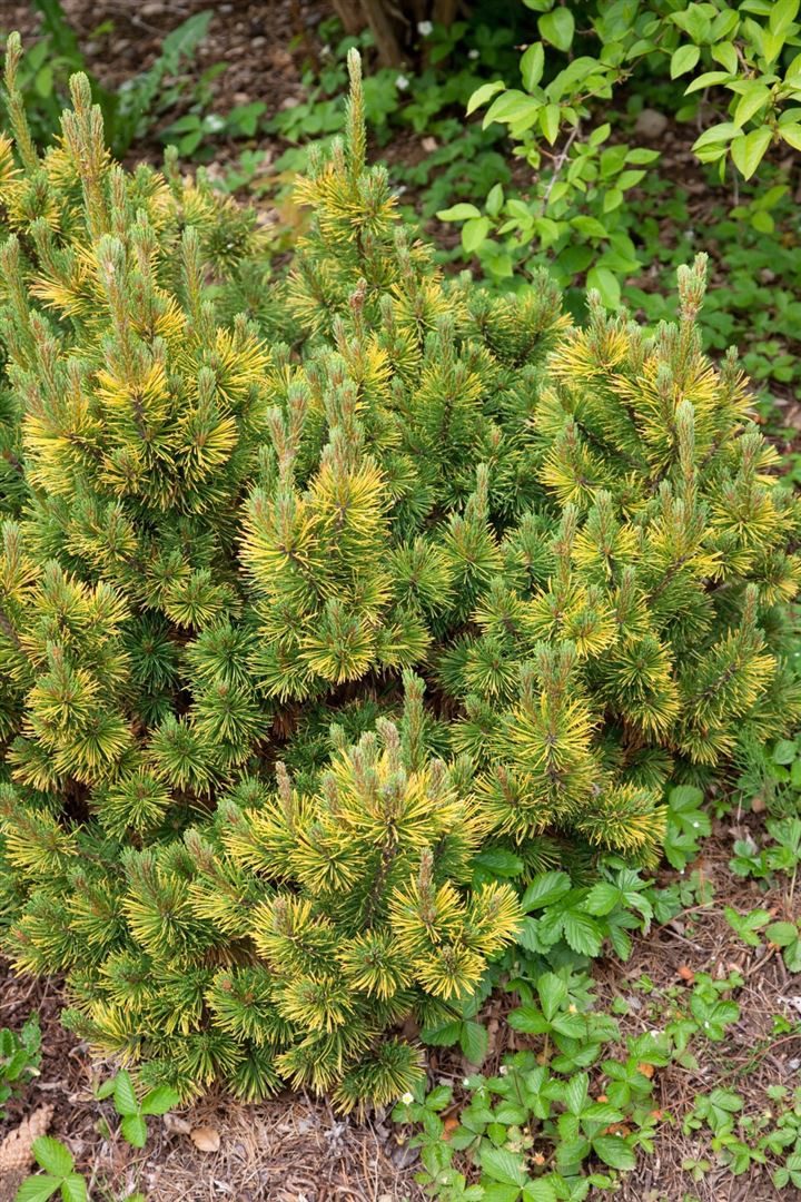 Pflanzen für Dich Konifere Pinus mugo Little Gold Star, 1 St., Bergkiefer, Latschenkiefer, Krummholz-Kiefer, goldgelb, kompaktwüchsig