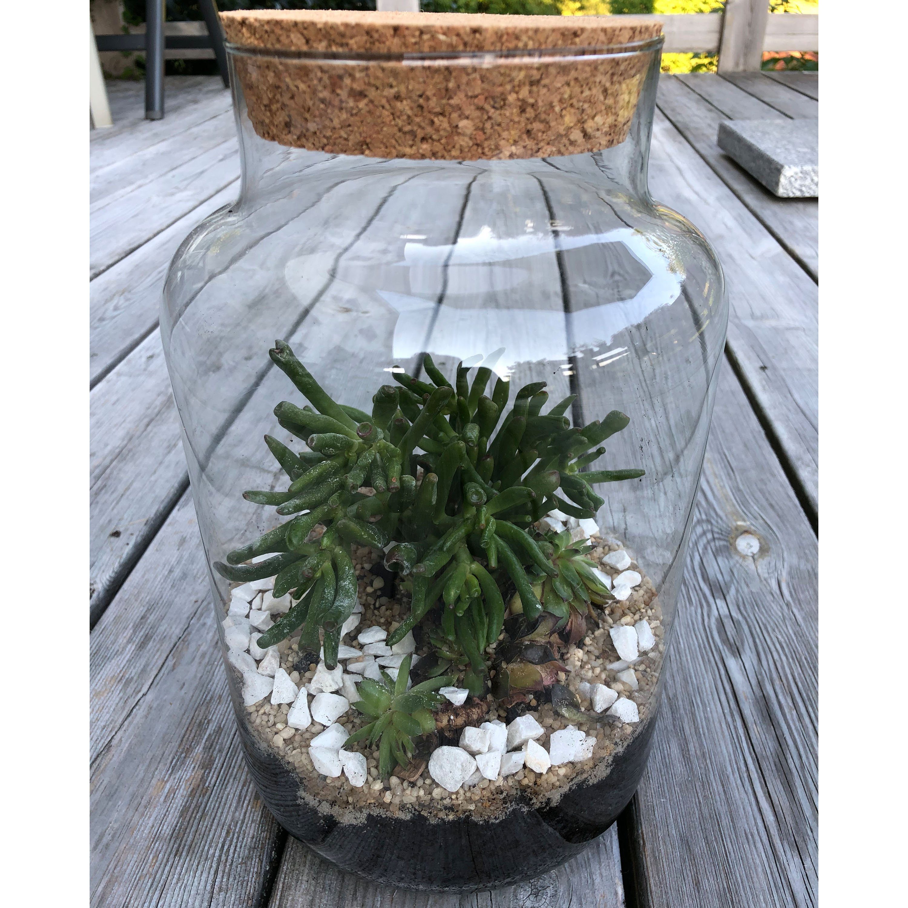 Annastore Tischvase XXL Pflanzenterrarium - Terrarium günstig online kaufen