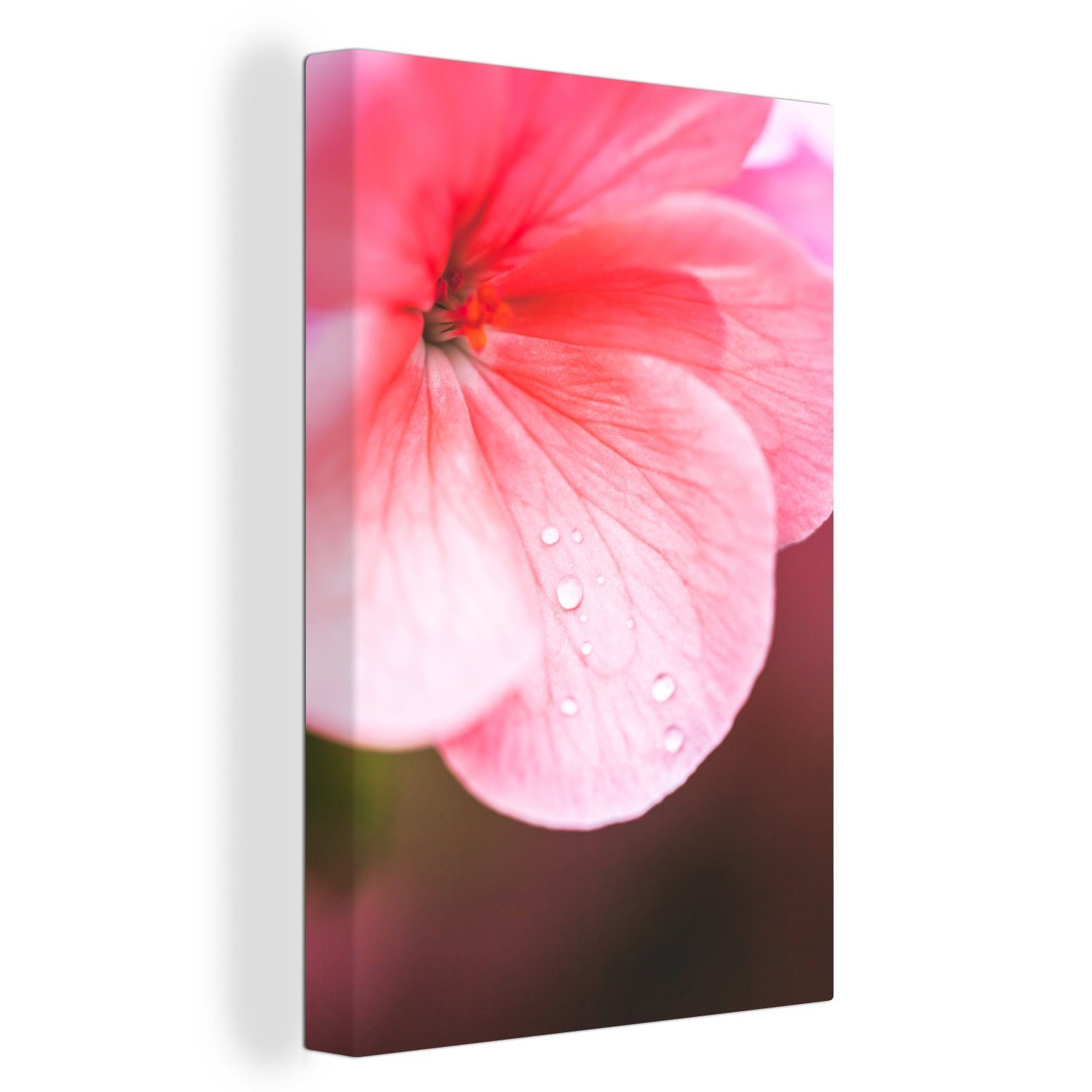 OneMillionCanvasses® Leinwandbild Wassertropfen auf der rosa Geranie, (1 St), Leinwandbild fertig bespannt inkl. Zackenaufhänger, Gemälde, 20x30 cm