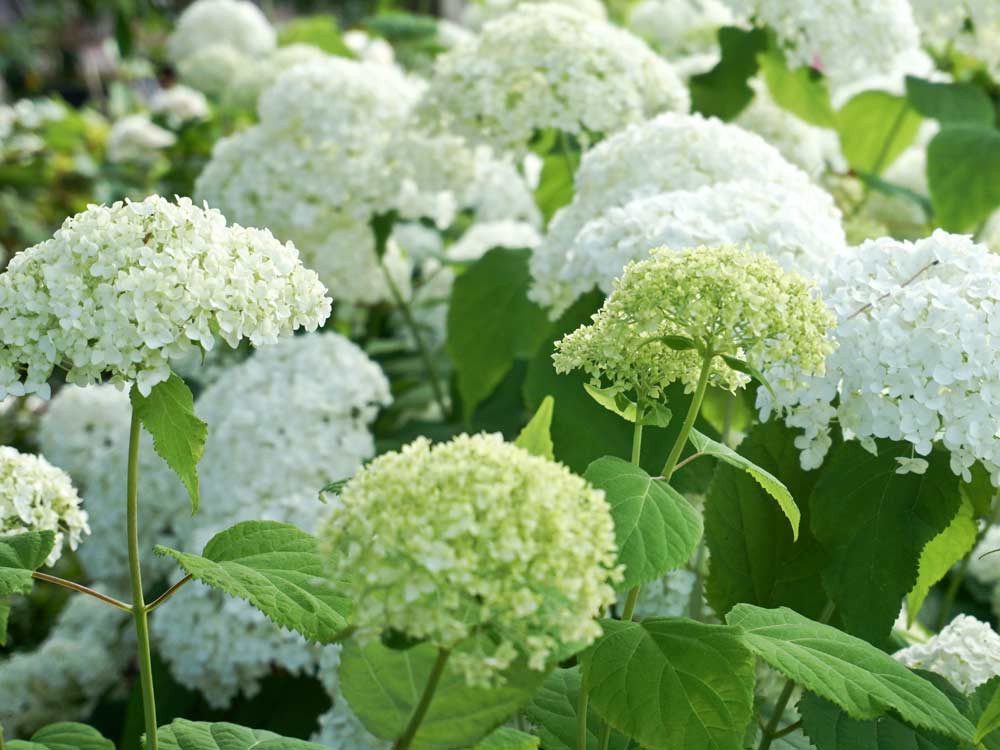 Garten von Ehren Zierstrauch Hydrangea arborescens Annabelle, Containerware, 40-60 cm hoch
