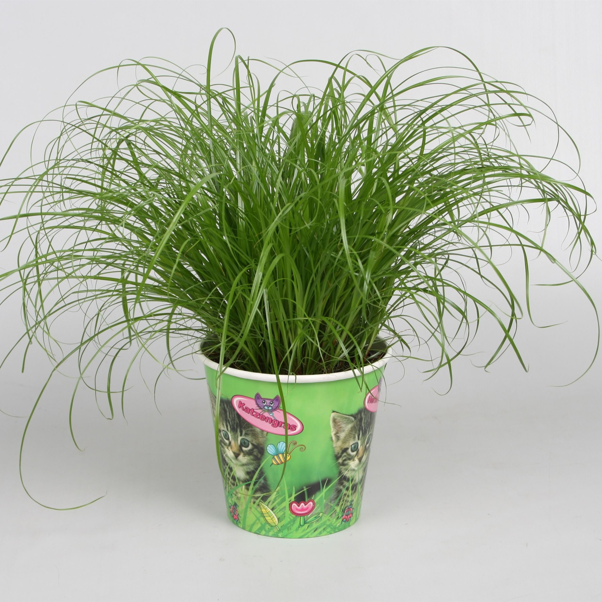 meinvipshop Zimmerpflanze Katzengras 2er Set