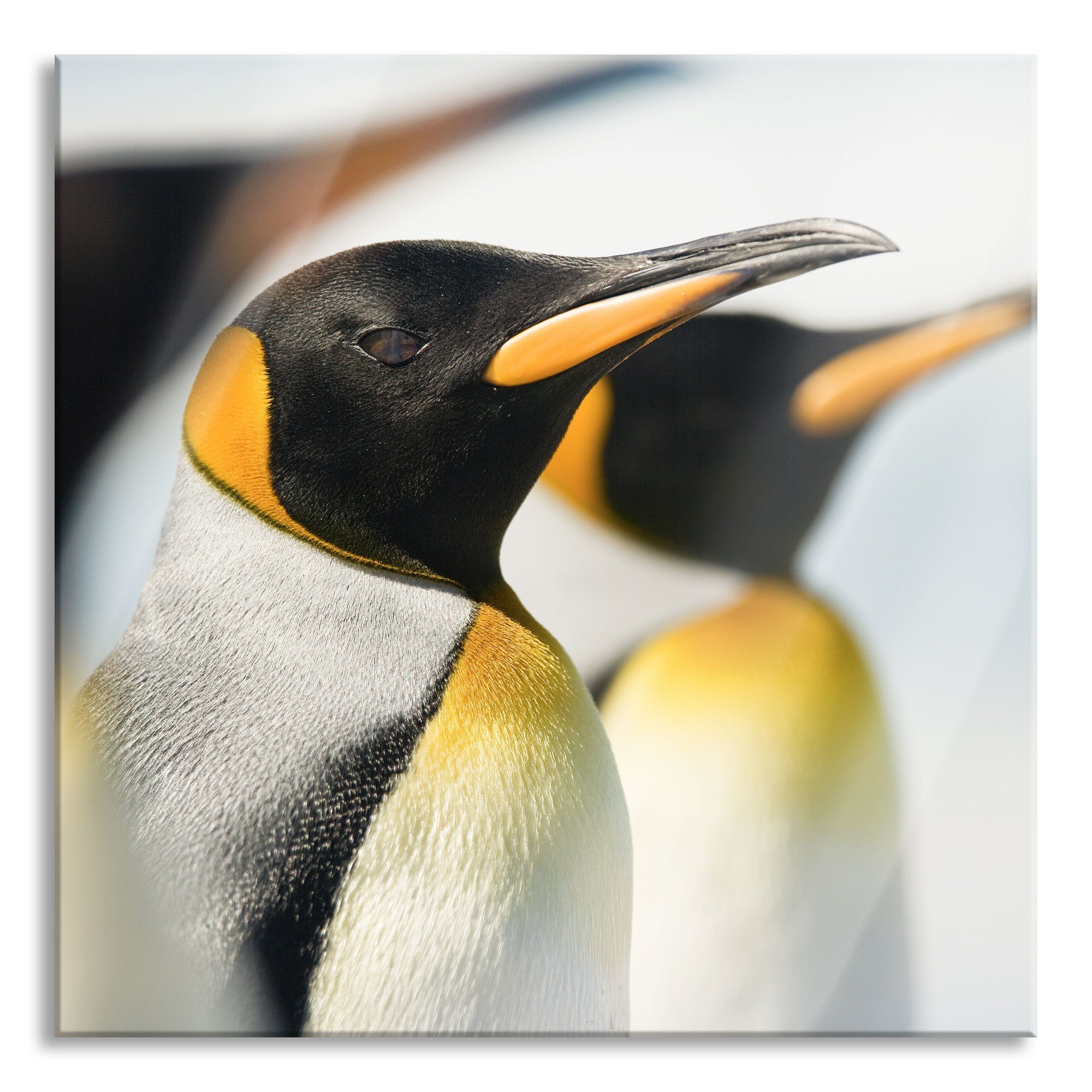 Abstandshalter aus St), Pinguine, und Pixxprint Glasbild Pinguine inkl. Echtglas, Aufhängungen (1 Glasbild