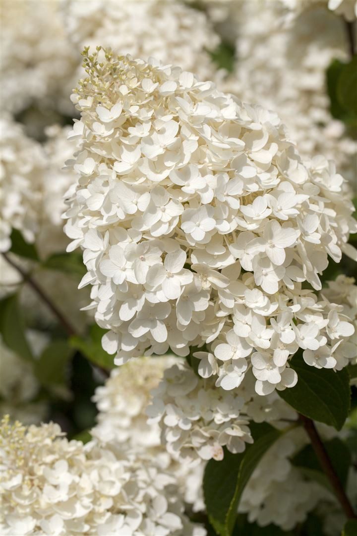 Pflanzen für Dich Gehölze Hydrangea pan. Silver Dollar, 1 St., Rispenhortensie