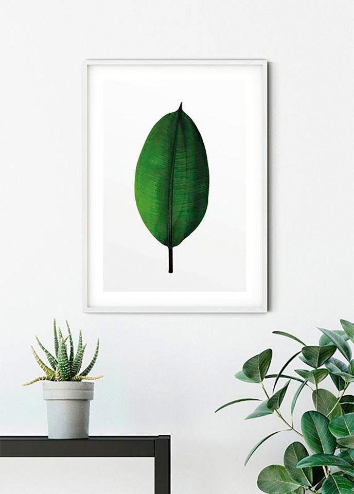 Komar Poster Ficus Leaf, Blätter, Pflanzen (1 St), Schlafzimmer, Kinderzimmer, Wohnzimmer