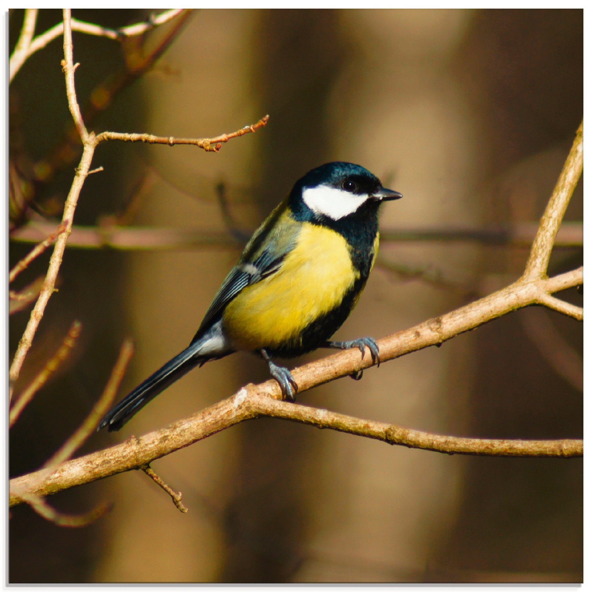 in St), Größen (1 Kohlmeise Artland im Glasbild verschiedenen Wald, Vögel