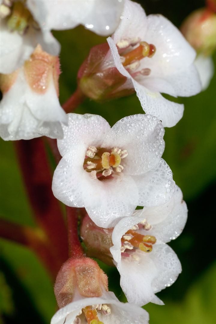 Pflanzen für Dich Staude Bergenia stracheyi Brahms, 1 St., Bergenie
