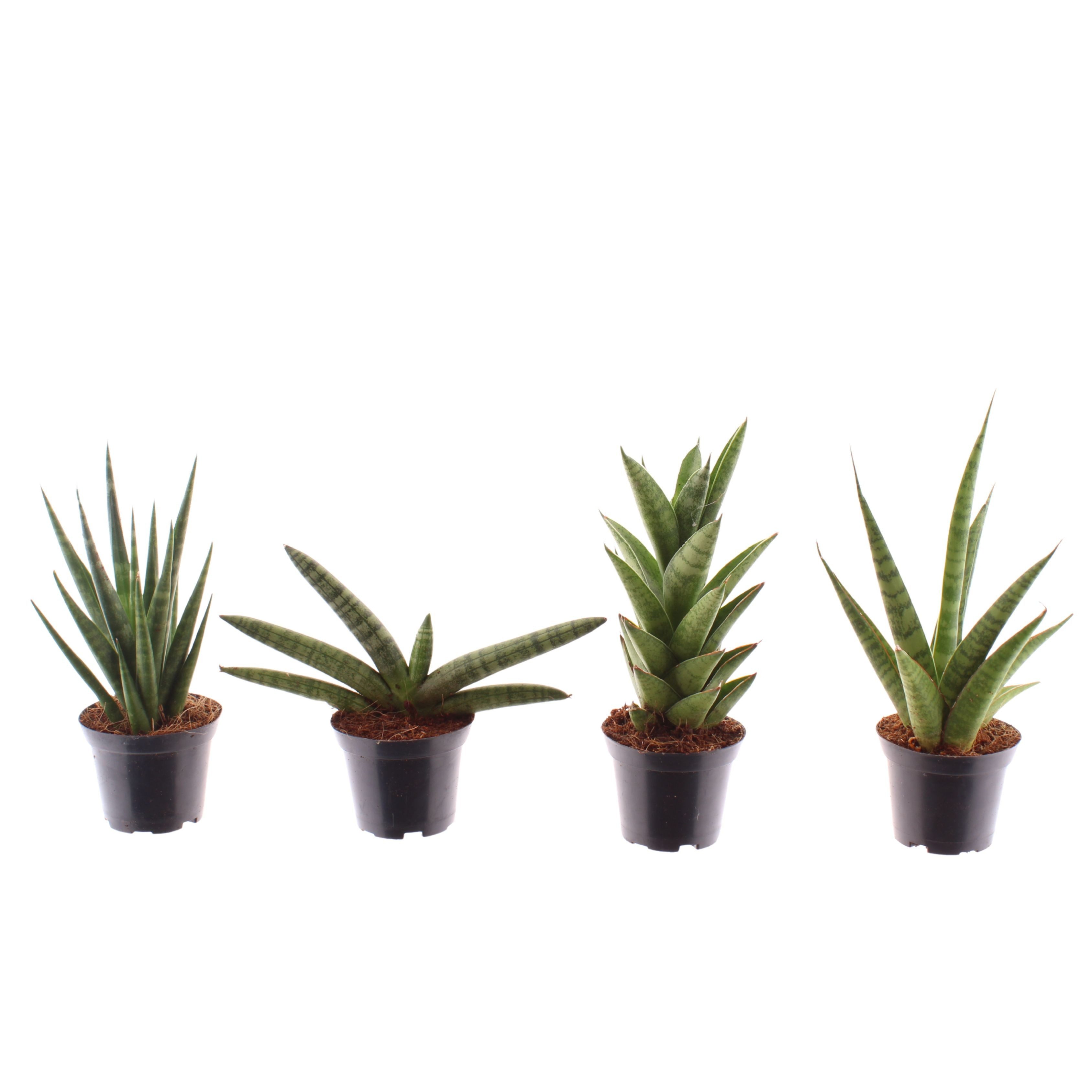 meinvipshop Zimmerpflanze Sansevieria cylindrica 4er Set Zimmerpflanze günstig online kaufen