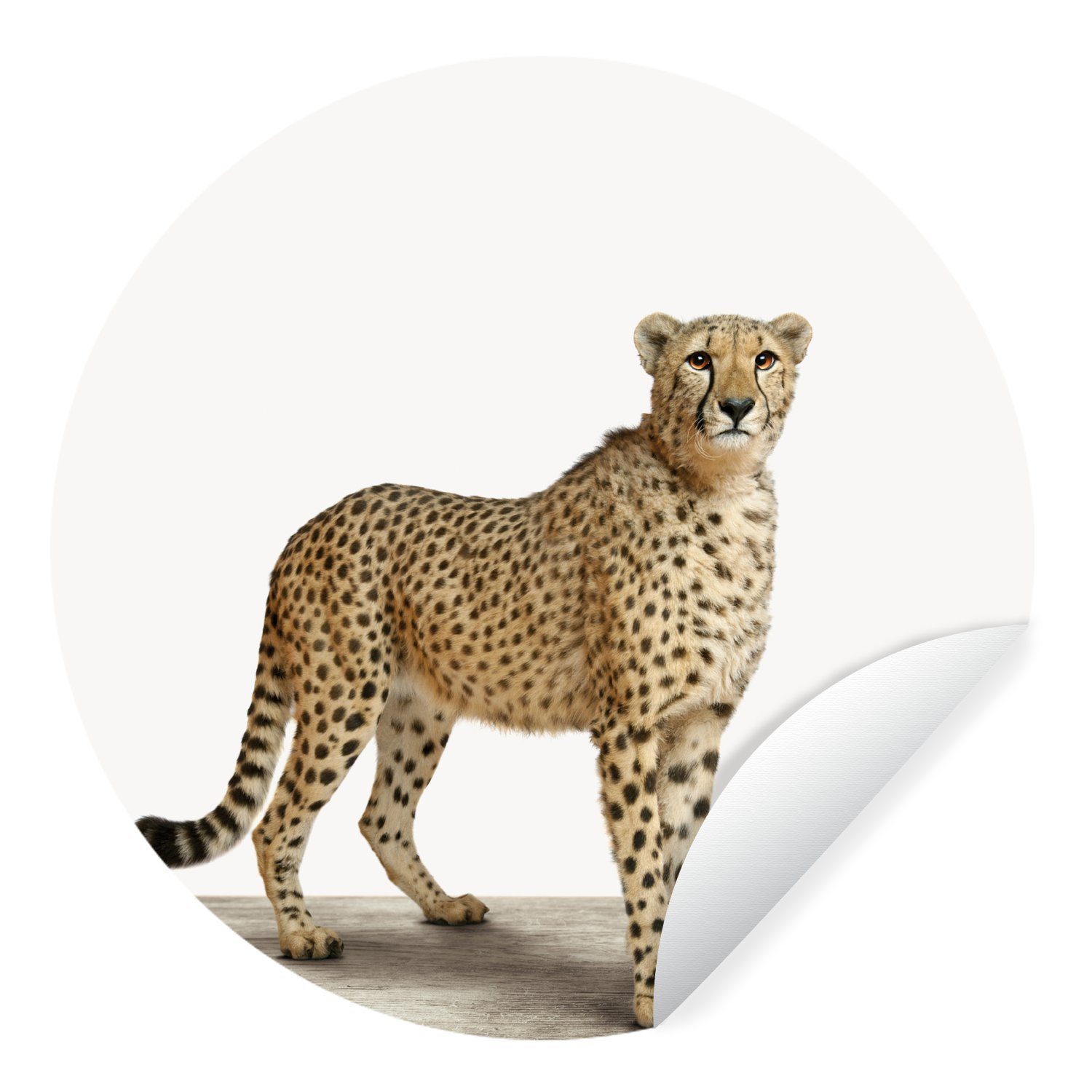 Tapetenaufkleber, Weiß Kinderzimmer, Tiere - Wandsticker MuchoWow - Tapetenkreis Gepard (1 Rund, St), Wohnzimmer für