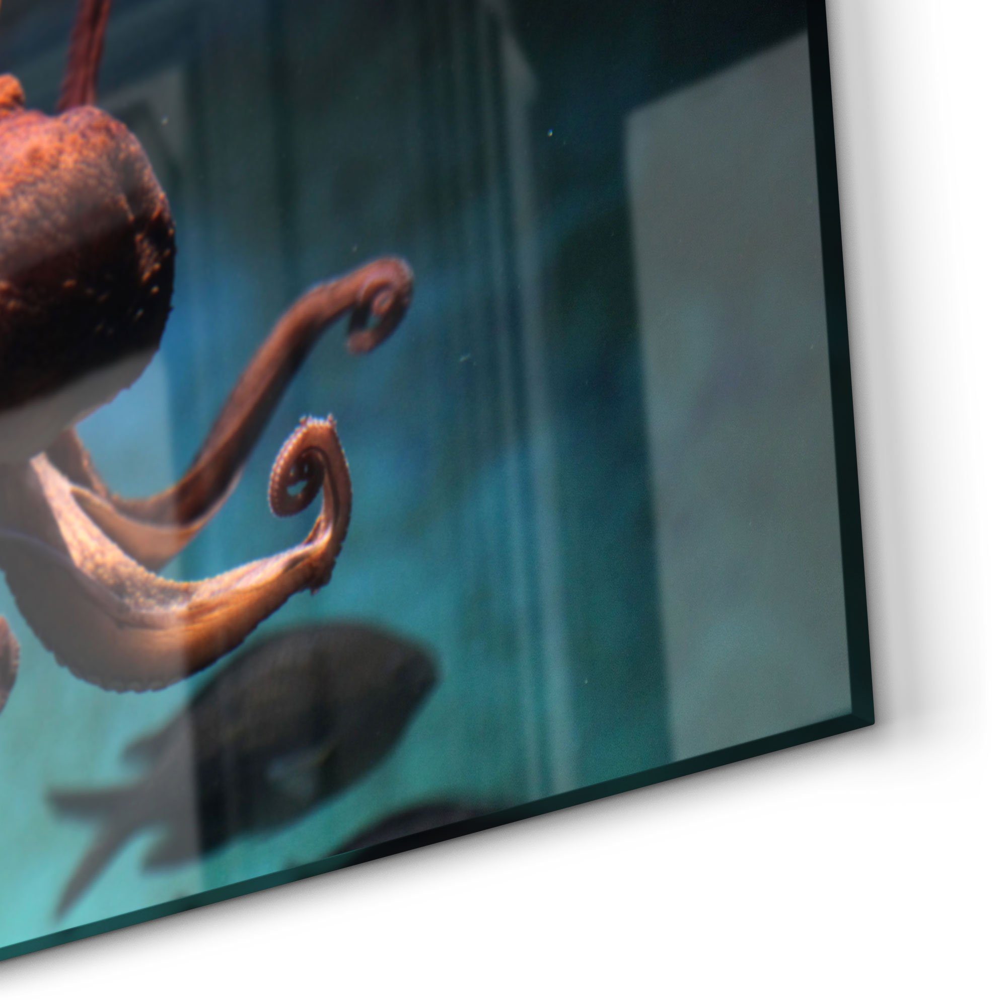 DEQORI Küchenrückwand 'Oktopus im Wasser', Glas Herdblende Badrückwand Spritzschutz