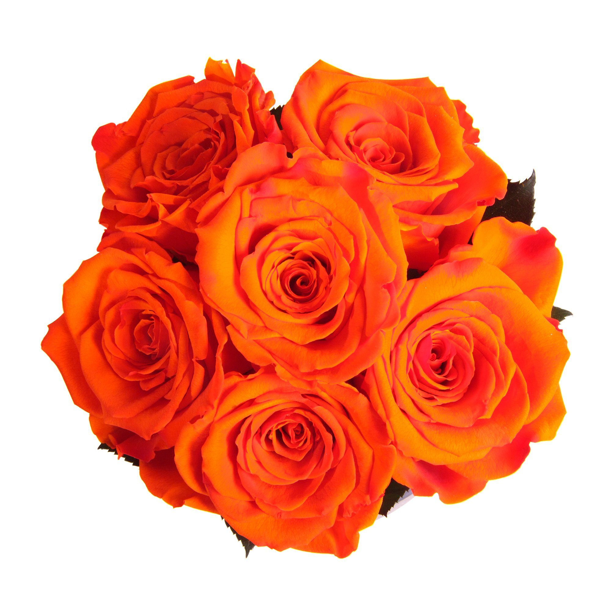 SCHULZ Gesteck Orange Vase in Rosen in Zement Höhe ROSEMARIE ewige Blumenvase Gestecke 15 Heidelberg, Rose, Infinity Papiertopf Rosen cm, im finished