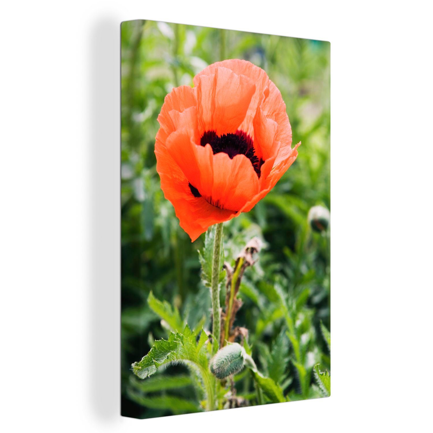 OneMillionCanvasses® Leinwandbild Nahaufnahme der in Zackenaufhänger, orangenen des fertig Leinwandbild Gemälde, 20x30 Natur, St), bespannt Lulavs cm Farben (1 inkl. der