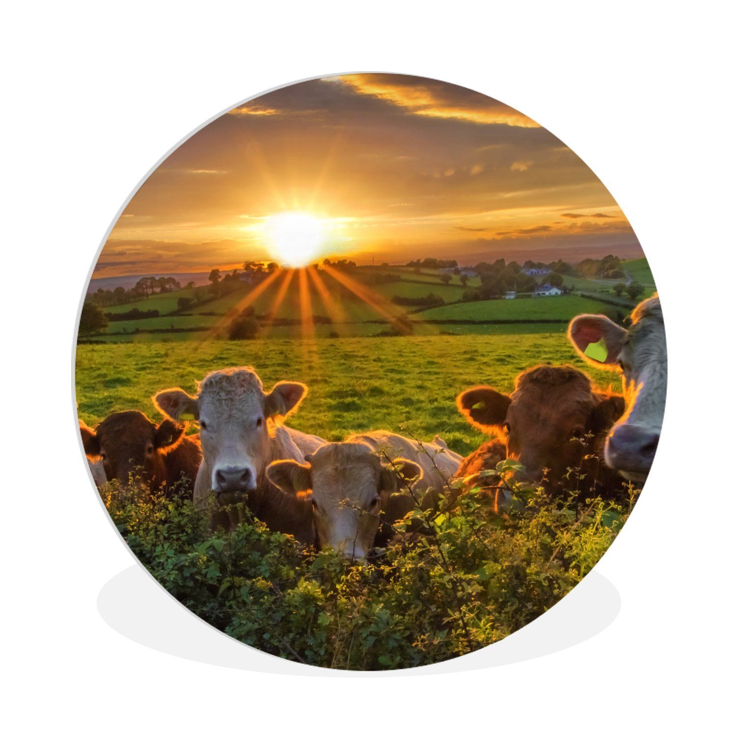 Gemälde Sonne - Kuh - Gras