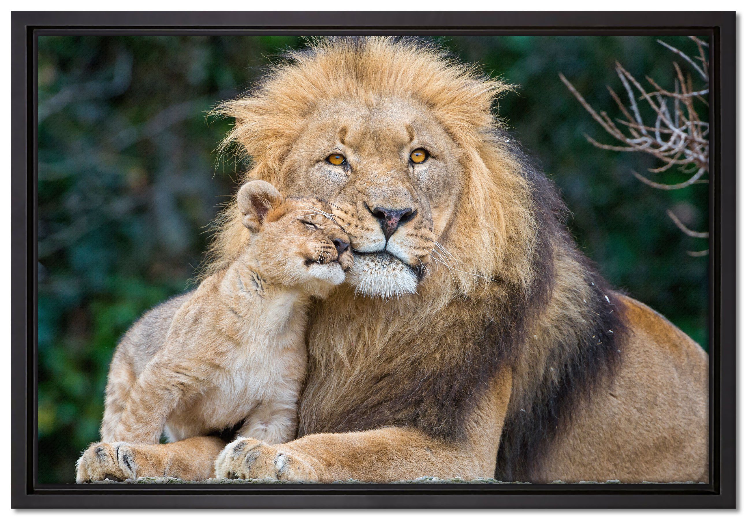 Pixxprint Leinwandbild schöner Löwe mit Jungtier, Wanddekoration (1 St), Leinwandbild fertig bespannt, in einem Schattenfugen-Bilderrahmen gefasst, inkl. Zackenaufhänger