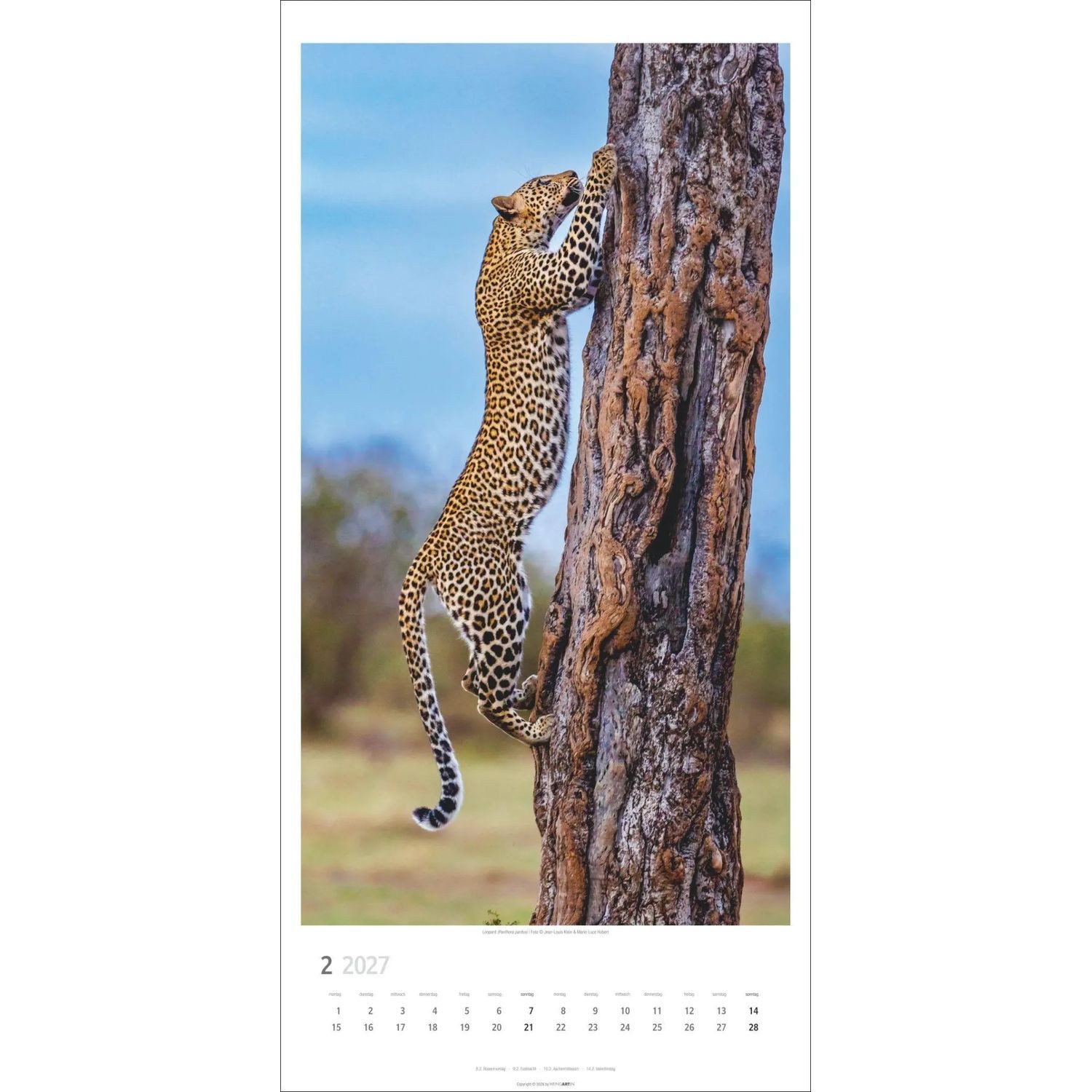 Wandkalender Big Cats Kalender 2027