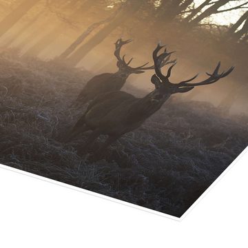 Posterlounge Poster Alex Saberi, Zwei Hirsche in einem nebligen Wald in Richmond Park, London, Rustikal Fotografie