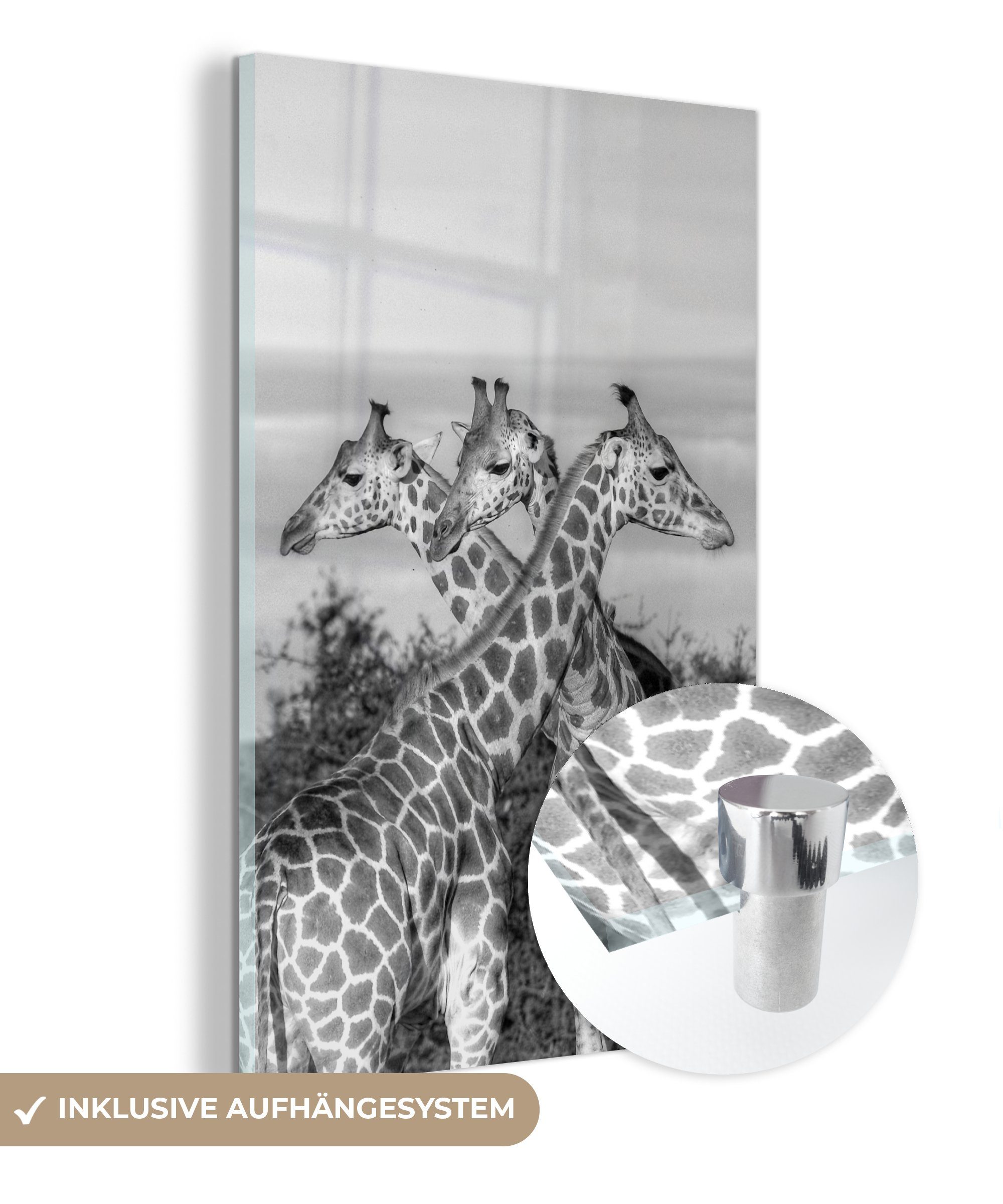 Acrylglasbild Giraffen in Uganda - schwarz und weiß