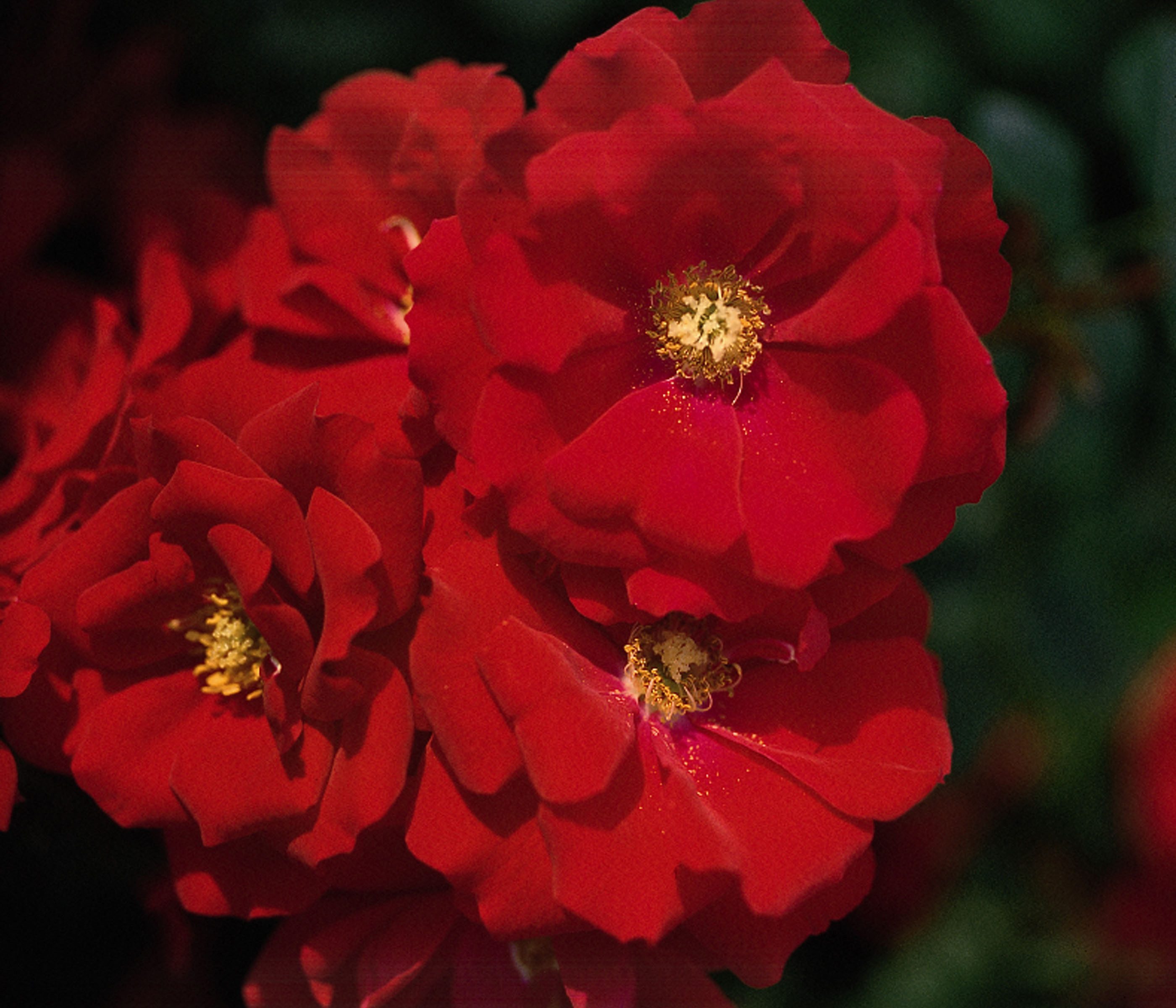 Dehner Rose Bodendeckerrose Austriana®, 15-30 cm, 4 l Topf, rote Blüten, nicht duftend, insektenfreundlich, Züchter Tantau