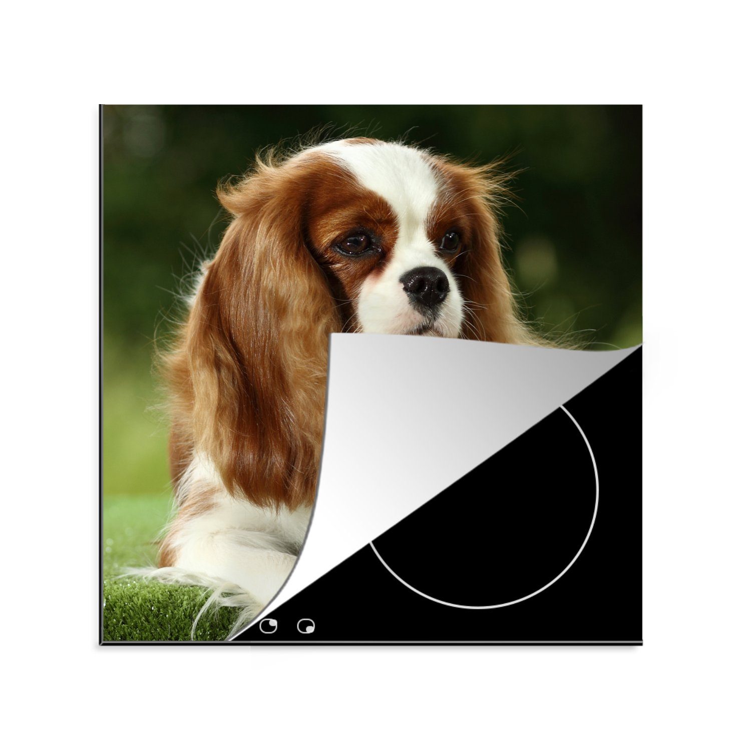 Charles Cavalier küche (1 MuchoWow für King Spaniels, Porträt Arbeitsplatte Ceranfeldabdeckung, Vinyl, cm, eines tlg), 78x78 Herdblende-/Abdeckplatte