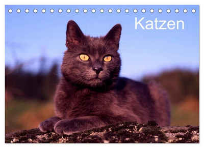 CALVENDO Wandkalender »Katzen (Tischkalender 2023 DIN A5 quer)«