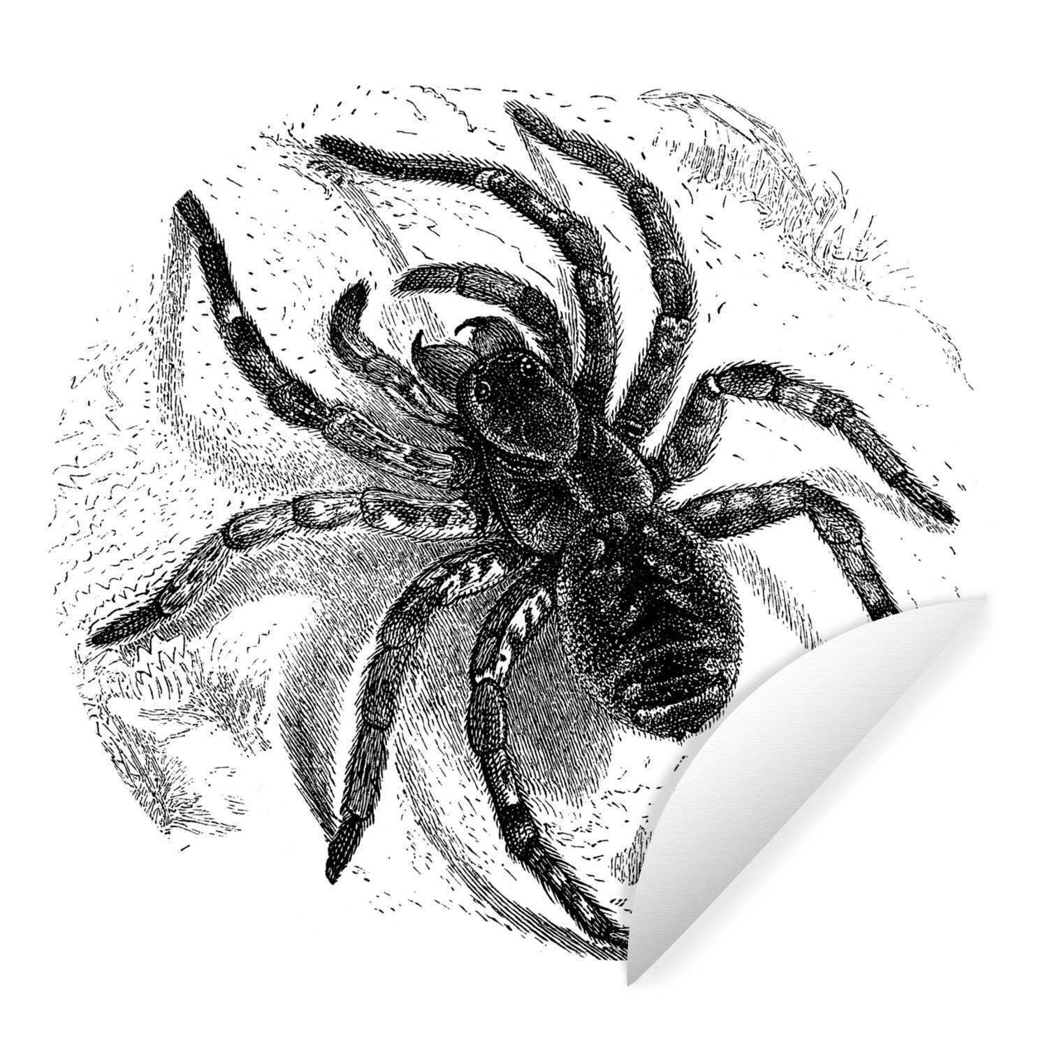 MuchoWow Wandsticker Vogelspinne - Spinnen - Tiere (1 St), Tapetenkreis für Kinderzimmer, Tapetenaufkleber, Rund, Wohnzimmer