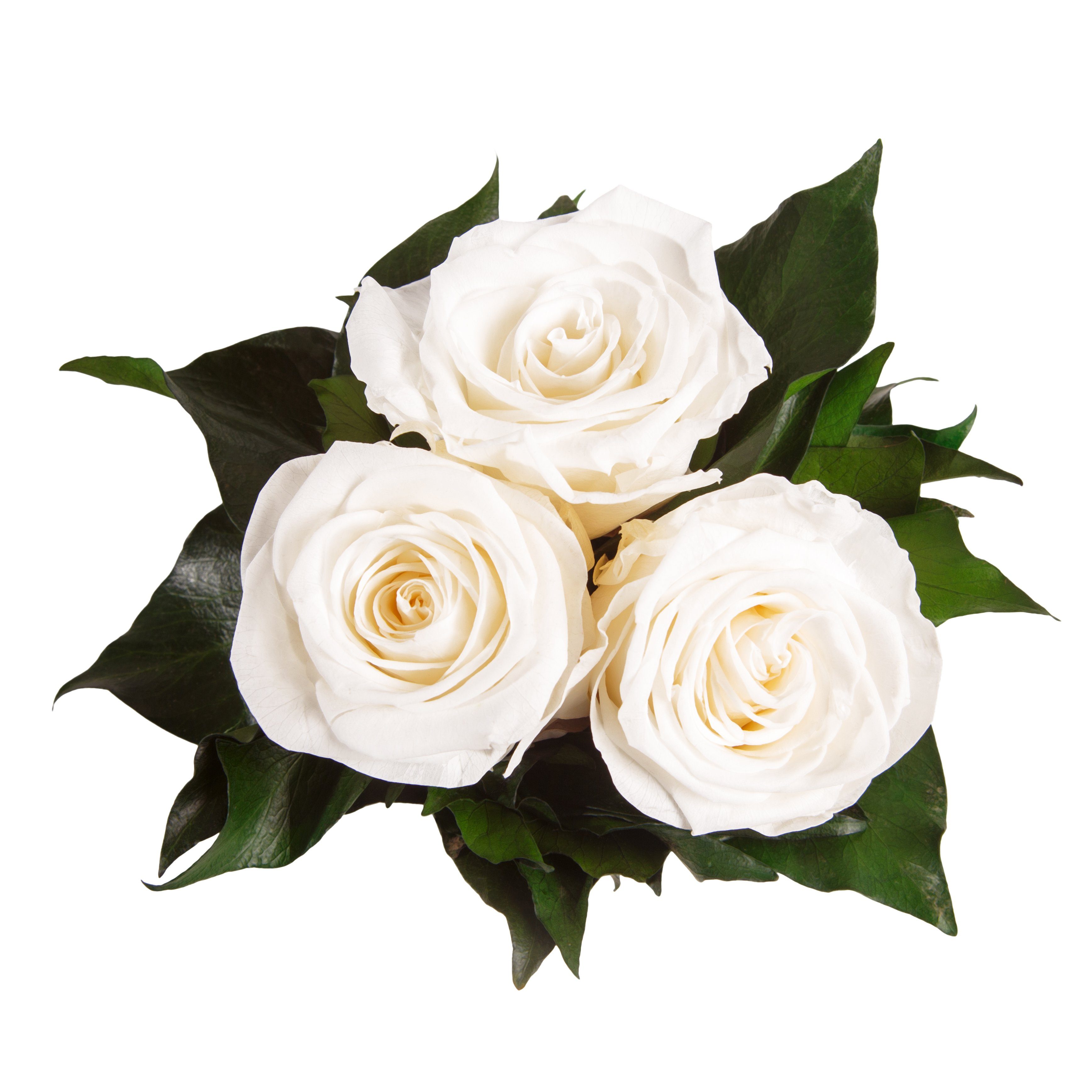 Geschenk Rosen Höhe konserviert rund echte Infinity Rose, 3 cm, weiß Sie Kunstblume Heidelberg, 10 ROSEMARIE SCHULZ Rosen für Rosenbox
