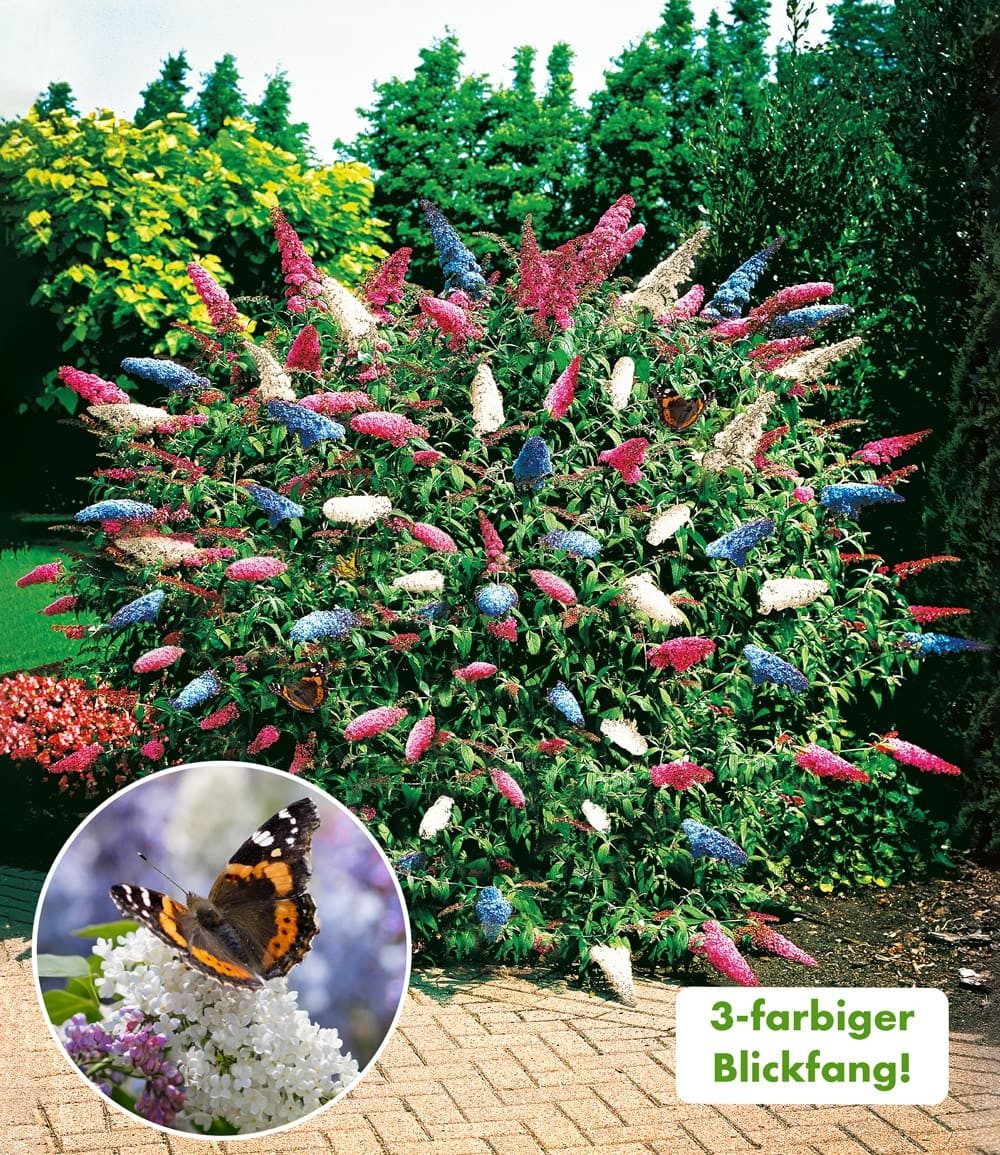 BALDUR Garten Zierstrauch Sommer-Flieder 'Papillion Tricolor', 2 St., Buddleja:hybride,duftend, winterhart