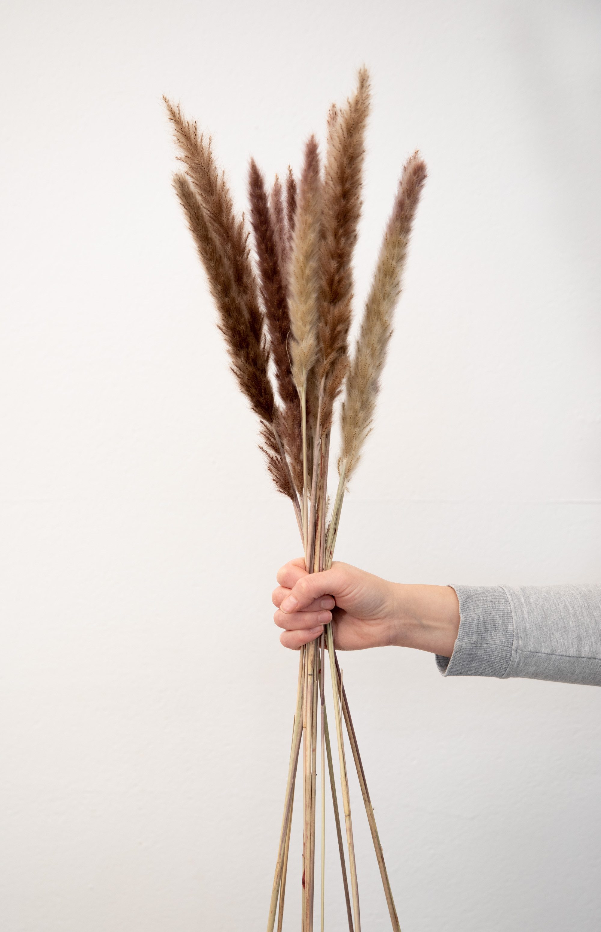 Trockenblume Pampasgras Mini - Reed bunch, ca. 70cm, 1 Bund (10-15 Stiele) Pampasgras, coco+cozy, Höhe 70 cm, Bund