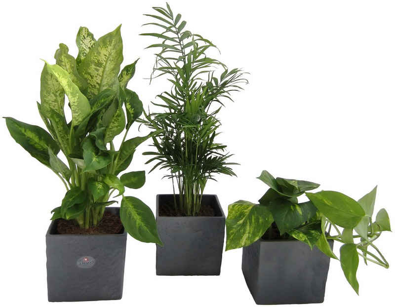 Dominik Zimmerpflanze »Palmen-Set«, Höhe: 30 cm, 3 Pflanzen in Dekotöpfen