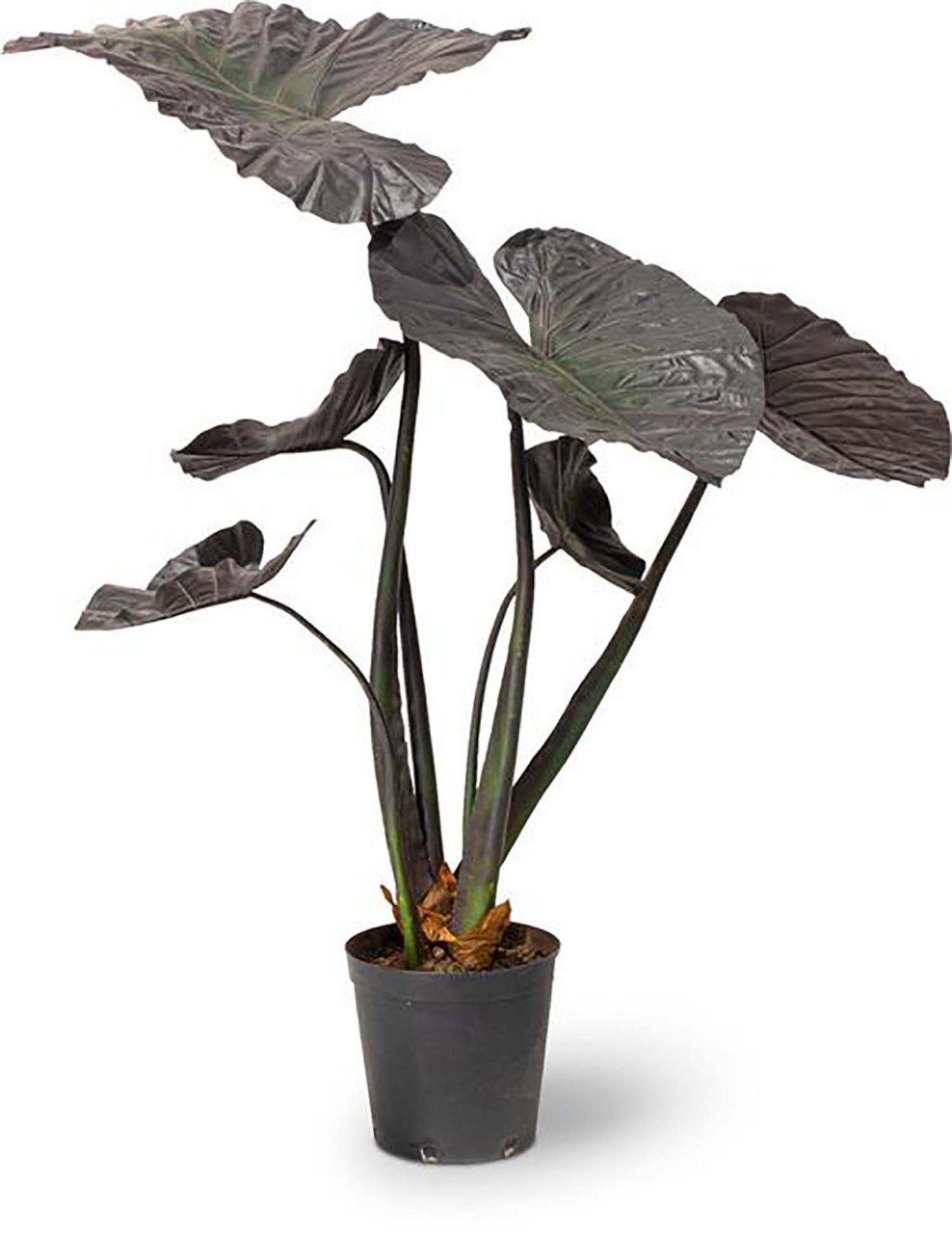 Kunstblume Kunstpflanze Alocasia, fleur ami