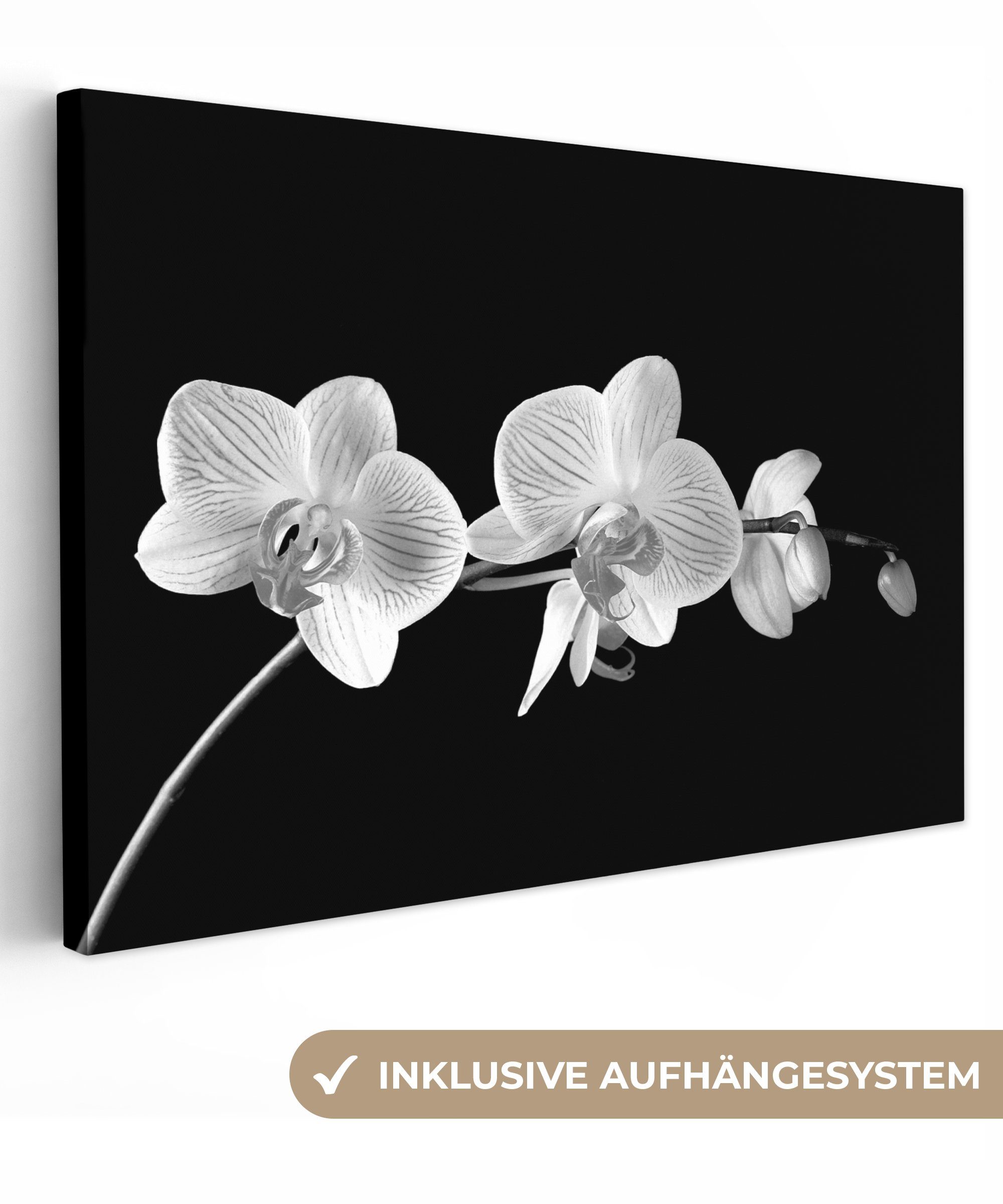 OneMillionCanvasses® Leinwandbild Orchidee - Blumen - Schwarz - Rosa - Knöpfe, (1 St), Wandbild für alle Wohnbereiche, Gemälde, XXL, großes, 120x80 cm bunt