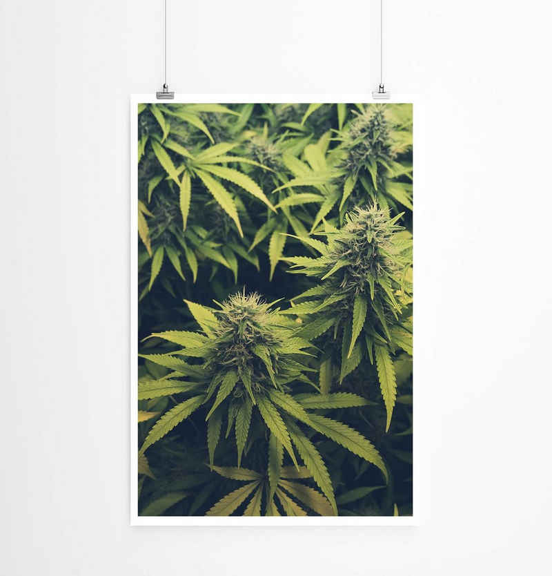 Sinus Art Poster 60x90cm Poster Naturfotografie  Cannabis Plantage