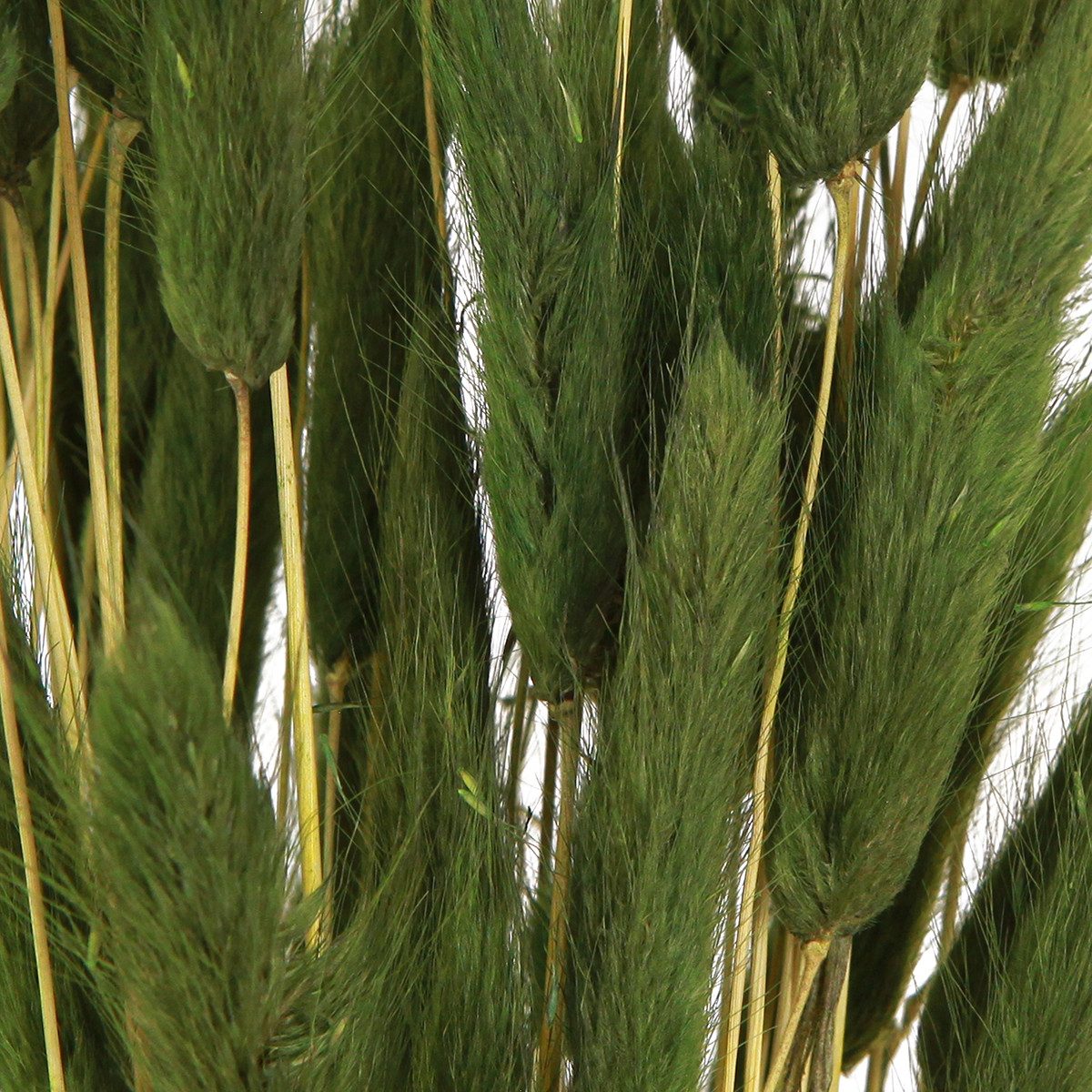 Trockenblume Hasenschwanzgras Deko Trockenblumen Samtgras Elegante, Viana, Höhe 20 cm