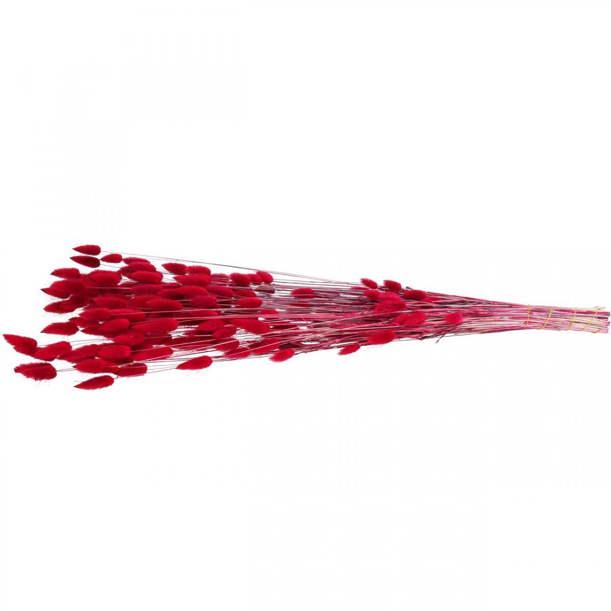 Trockenblume Trockenblumen Hasenschwanzgras Samtgras Deko für, Florists Products, Höhe 65 cm