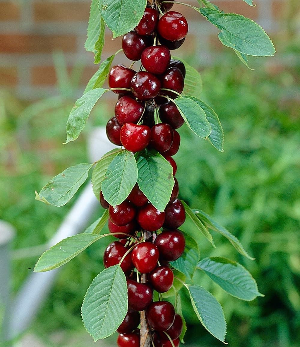 BALDUR Garten Süßkirschenbaum Säulen-Kirsche 'Stella', 1 St., Selbstbefruchtend, winterhart, mehrjährig, pflegeleicht, robust