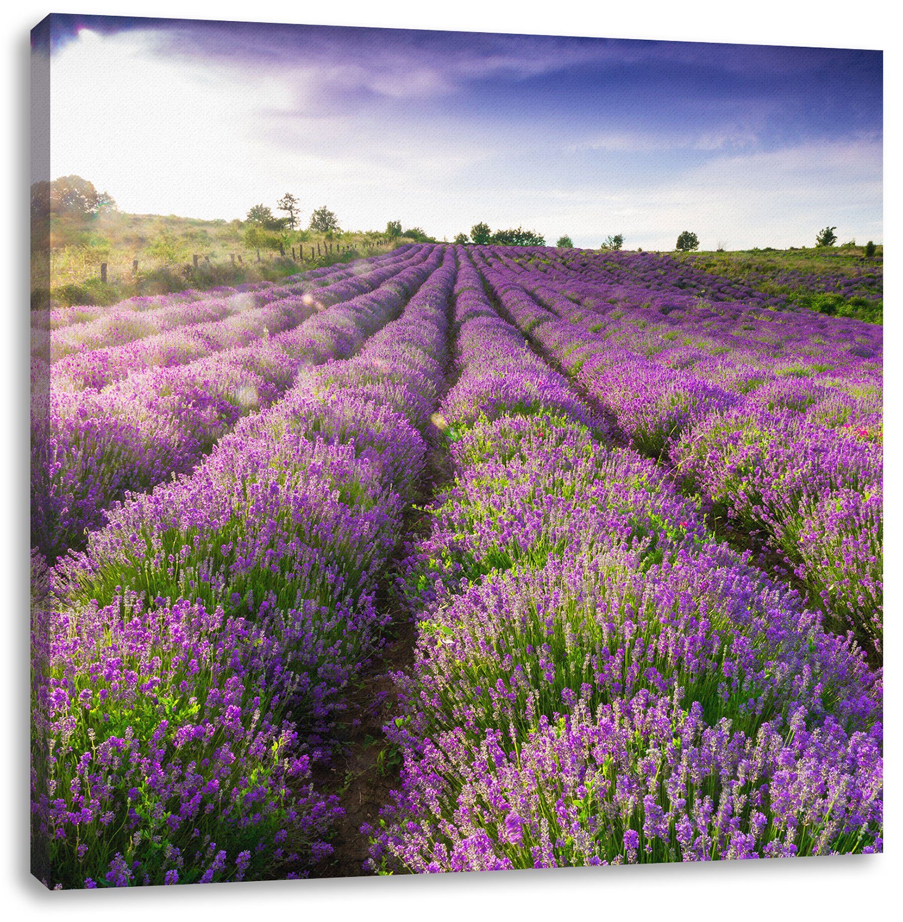 Lavendelfeld Leinwandbild Provence, Zackenaufhänger (1 Pixxprint bespannt, fertig Leinwandbild St), Lavendelfeld inkl. Provence