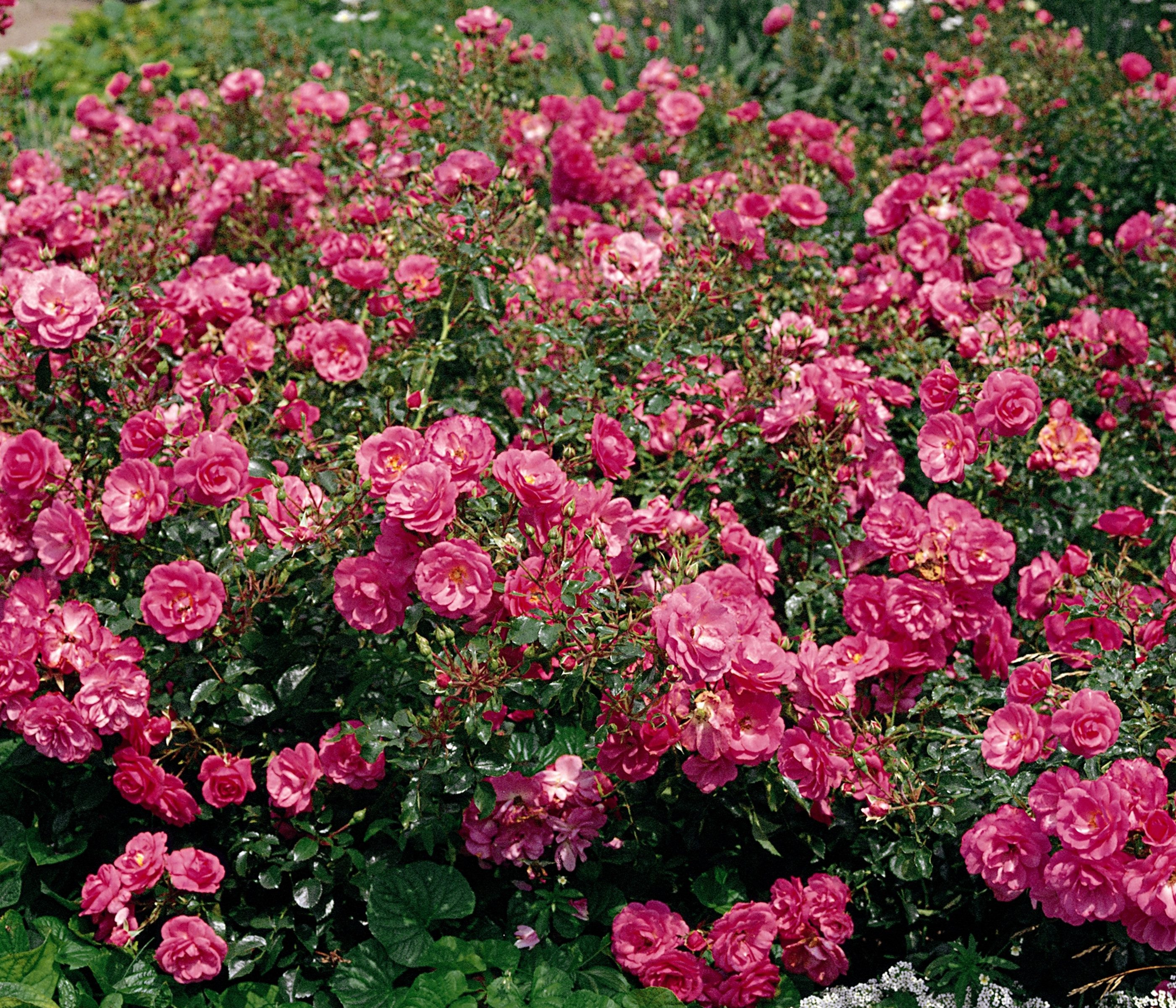 Dehner Rose Bodendeckerrose Mirato®, rosa Blüten, angenehm duftend, Züchter Tantau