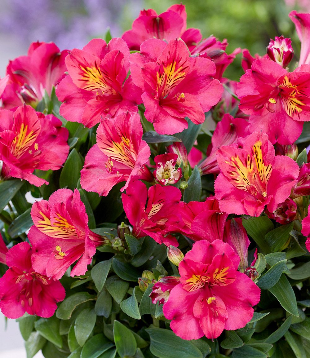 BALDUR Garten Staude Winterharte Alstromeria Incalys® 'Cherry', im 12 cm XL-Topf, 1 St., Alstroemeria, winterhart, mehrjährig, pflegeleicht