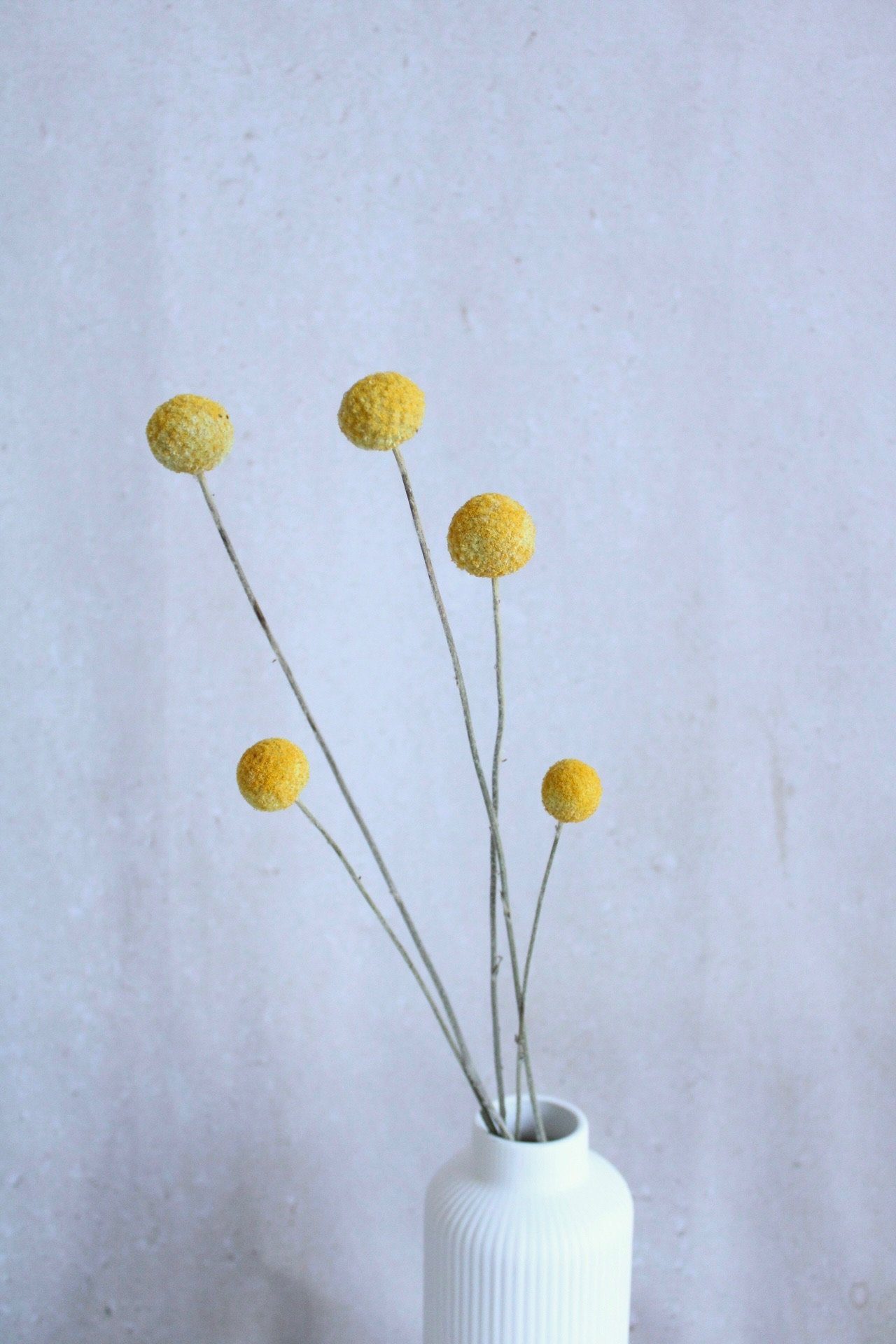 oder Trockenblumen, weiß 5er getrocknet Craspedia Trommelstöckchen in Vasenglück, - Trockenblume Bund Gelb