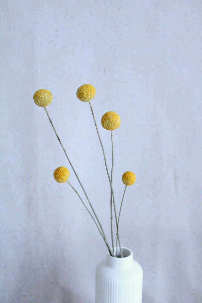 Trockenblume Craspedia getrocknet - Trommelstöckchen in Gelb oder weiß Trockenblumen, Vasenglück, 5er Bund