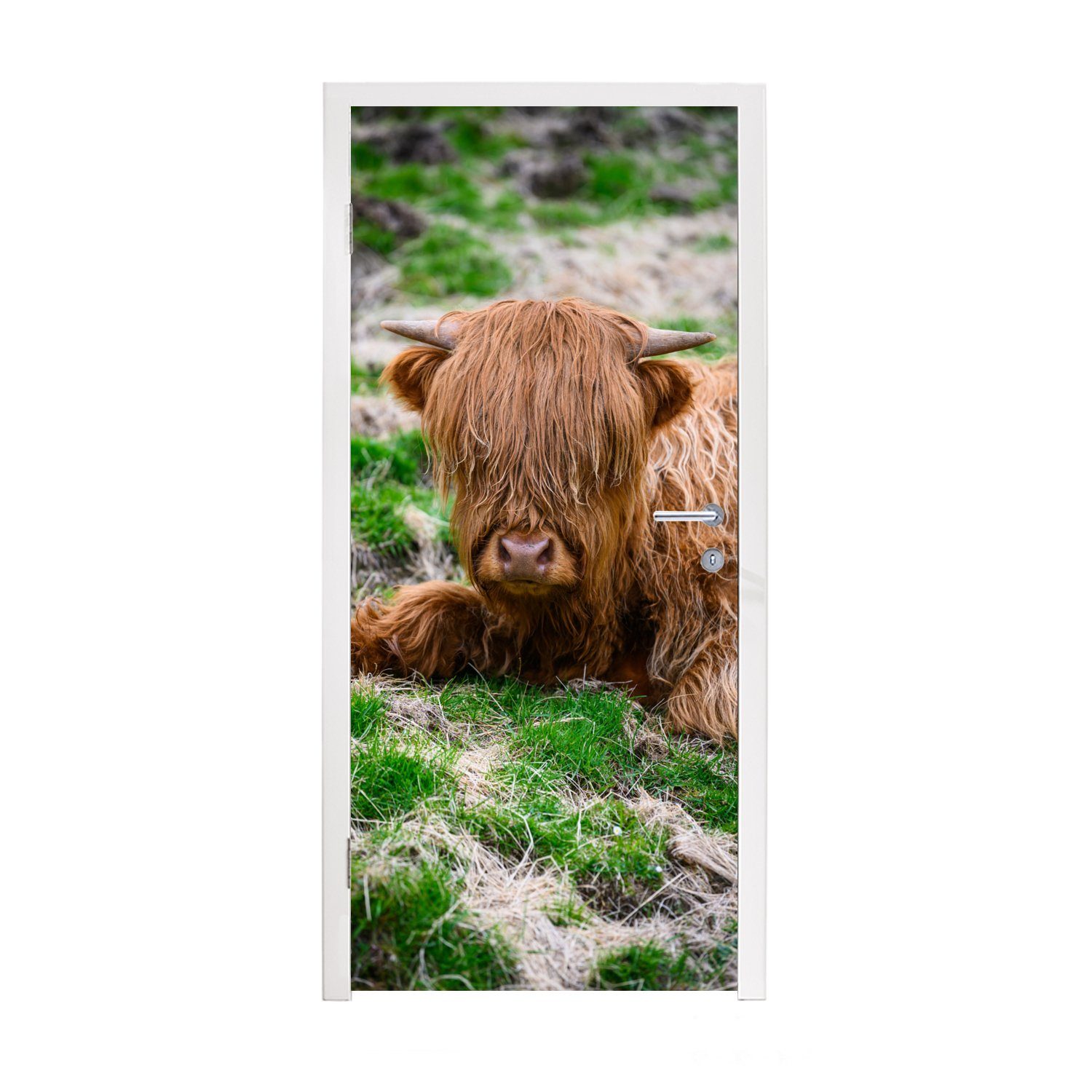 MuchoWow Türtapete Schottischer Highlander - (1 75x205 für Türaufkleber, - cm Matt, bedruckt, Tür, St), Fototapete Heu Gras