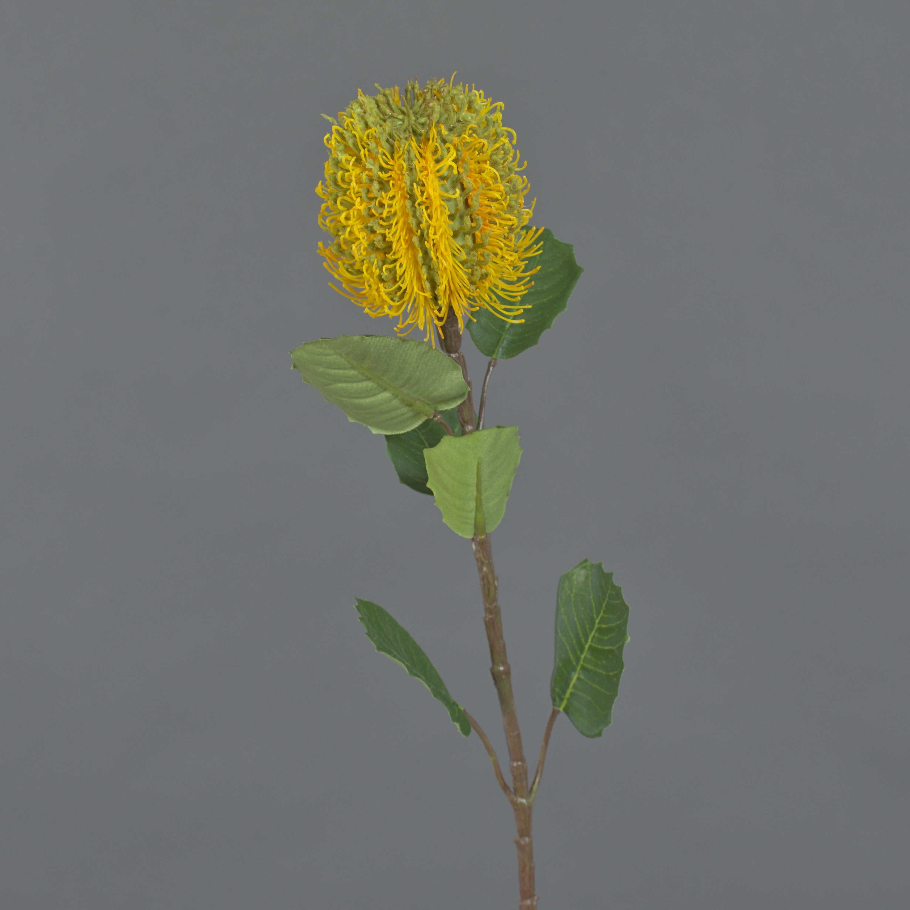 Kunstblume Künstliche Blume Banksia CONAKIR, gelb, 55cm Banksia (Banksia robur), artplants, Höhe 55.0 cm