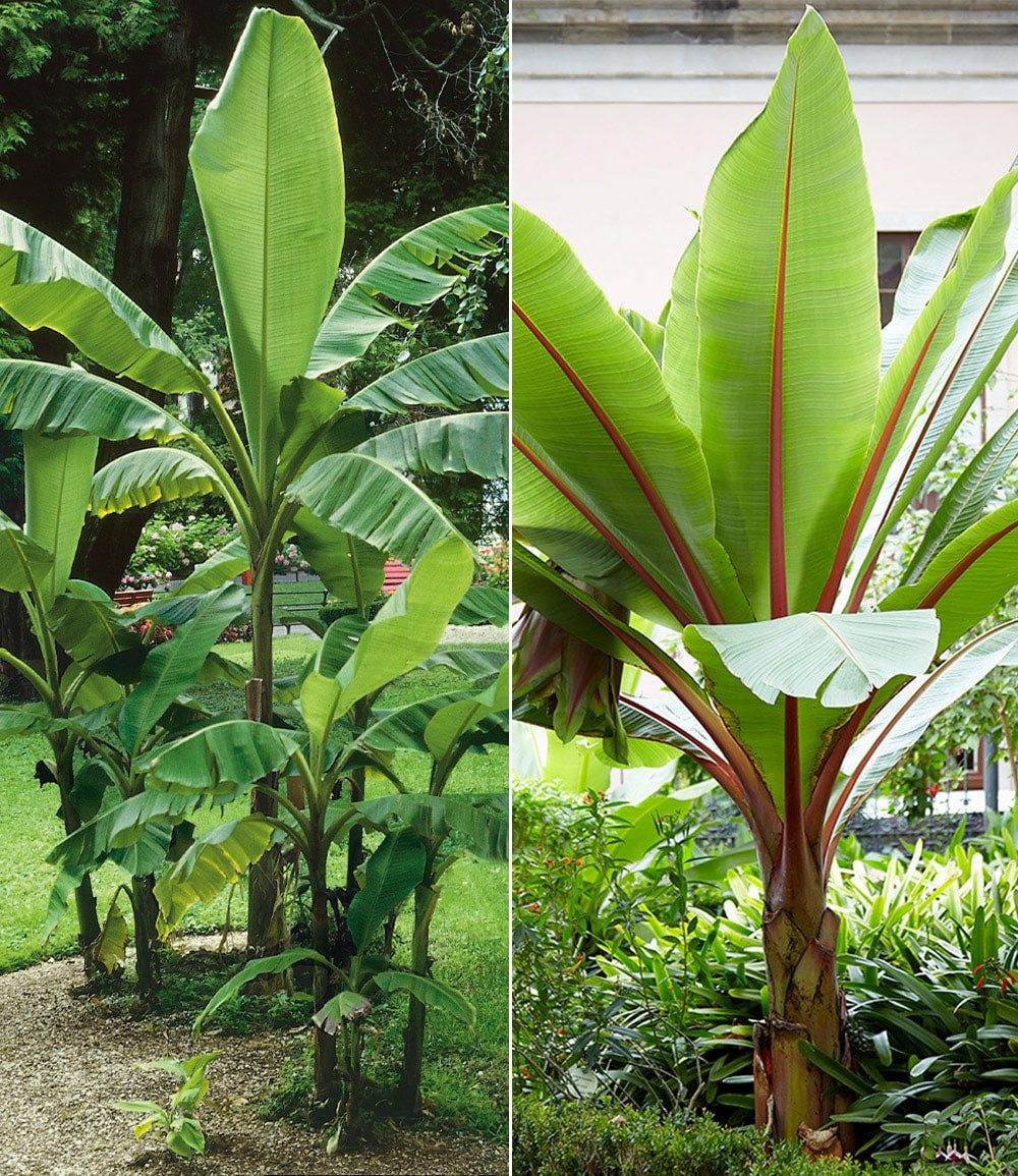 BALDUR Garten Bananenbaum Winterharte-Bananen-Kollektion, 2 St., Musabasjoo,winterhart, mehrjährig, pflegeleicht, kübelgeeignet