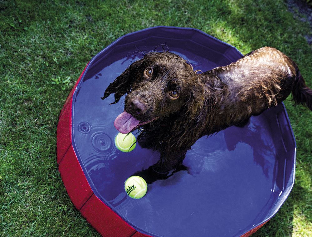 Nobby Hundepool Dog Pool