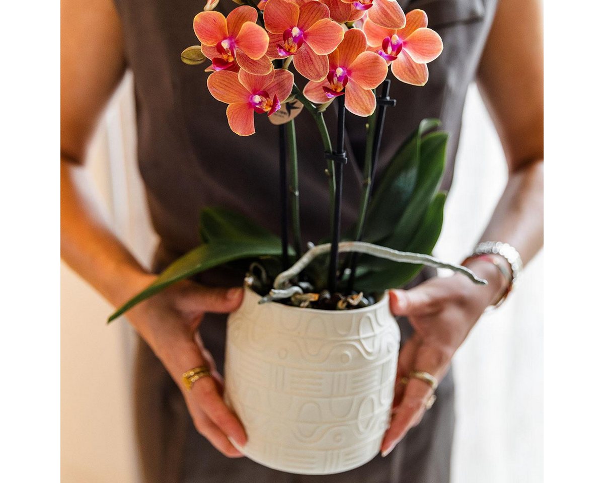 Thumbnail - Exotenherz Zimmerpflanze Orange Orchidee Bolzano + Hieroglyph Zierpot Off White 9cm