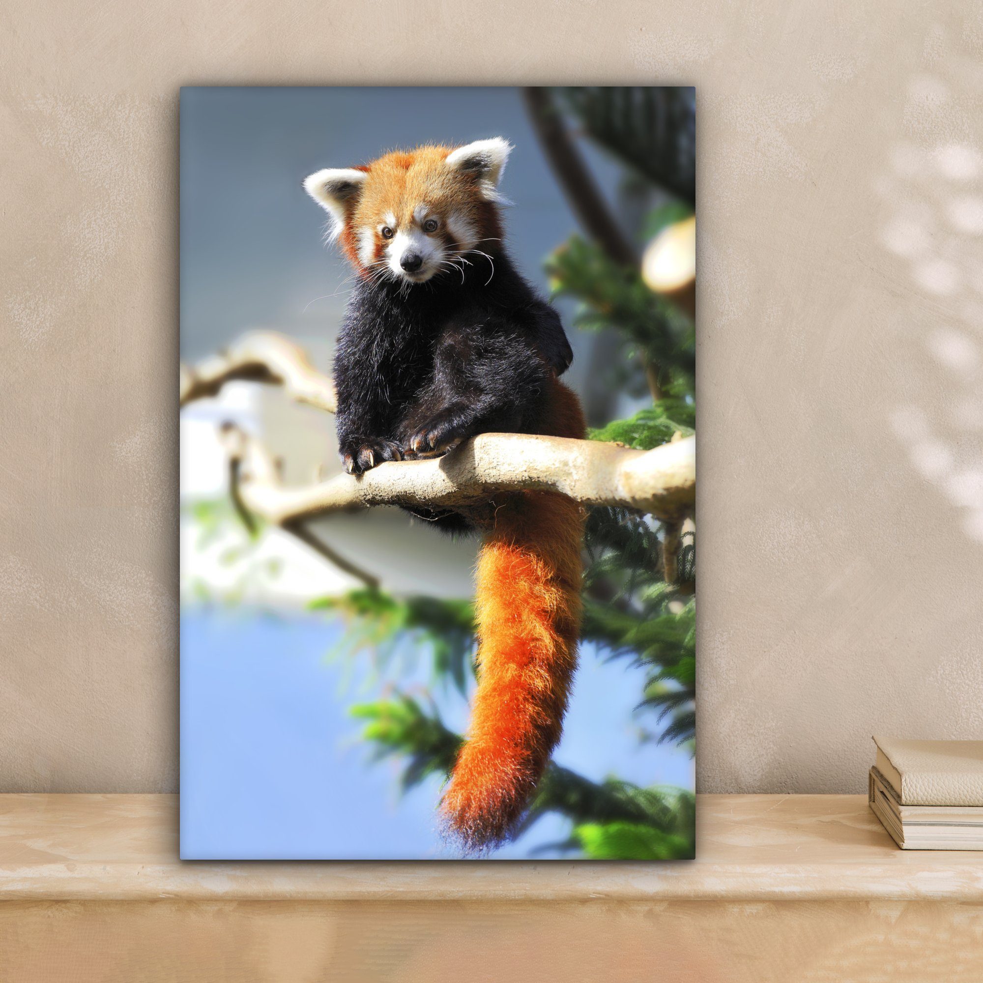 OneMillionCanvasses® Leinwandbild Roter Panda 20x30 bespannt inkl. - cm fertig Zackenaufhänger, Leinwandbild (1 St), - Sonne Zweig, Gemälde