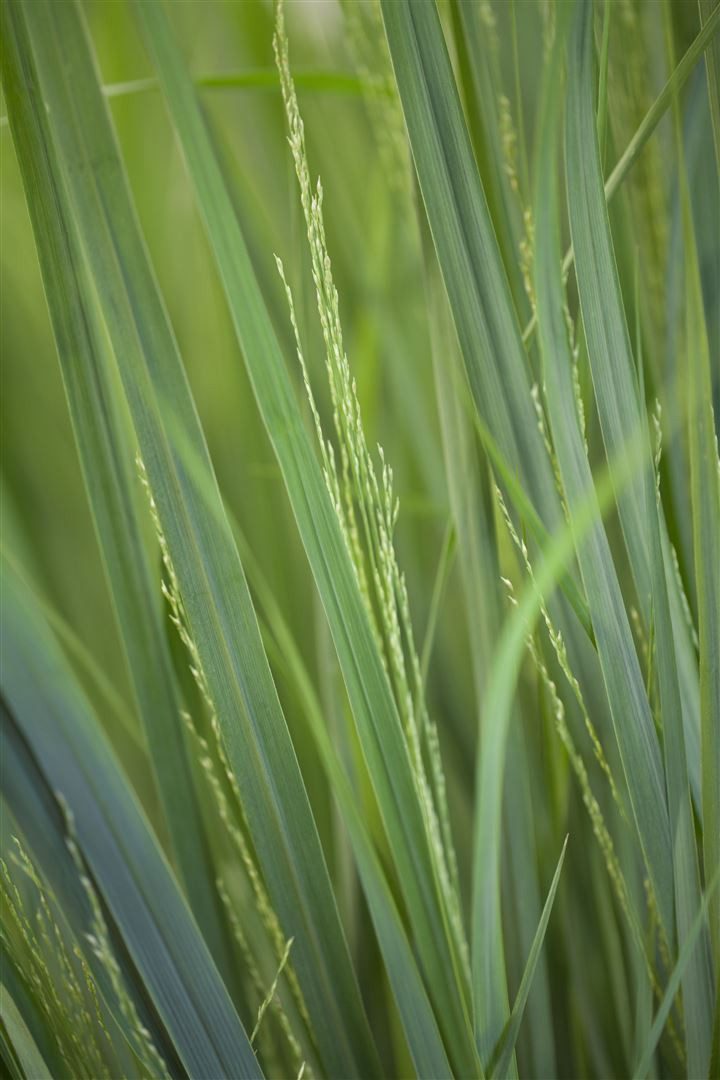 Pflanzen für Dich Gräser Panicum virg. Northwind, 1 St., Rutenhirse, aufrecht, winterhart
