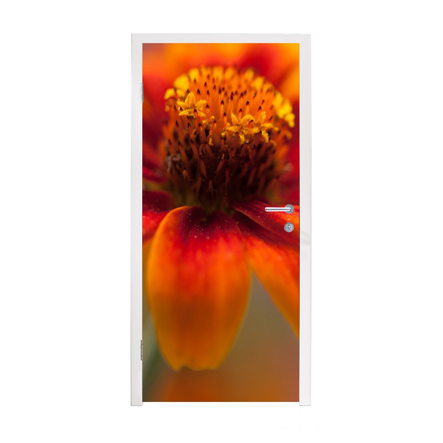 Fototapete Türtapete St), Nahaufnahme 75x205 orangefarbenen bedruckt, Zinnienblüte, (1 für Türaufkleber, MuchoWow cm einer Matt, Tür,